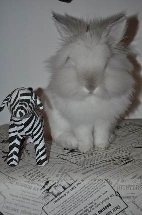 Puck the Bunny Predicts: Canadiens vs Flyers