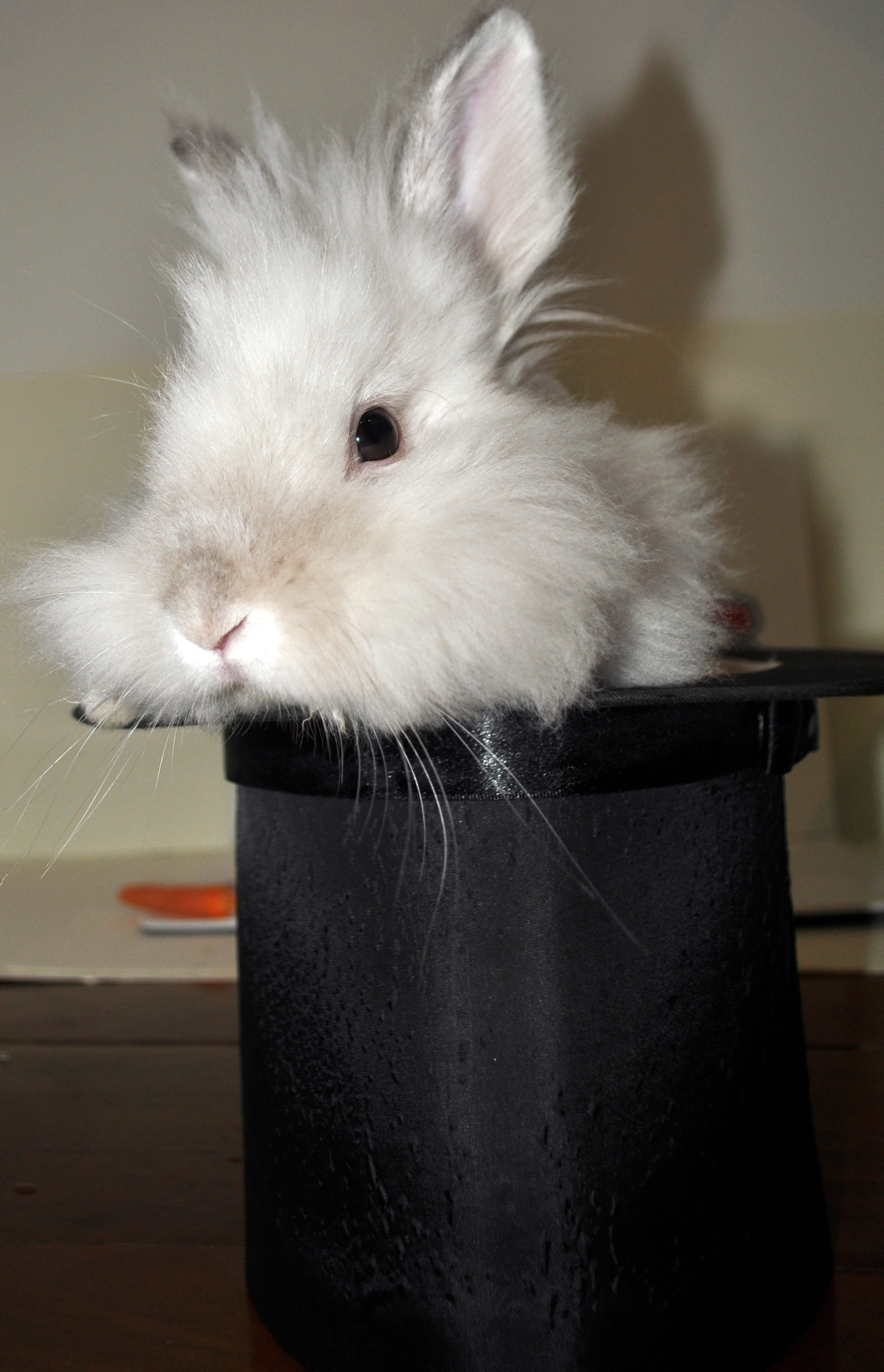 Puck the Bunny Predicts: Canadiens vs Panthers