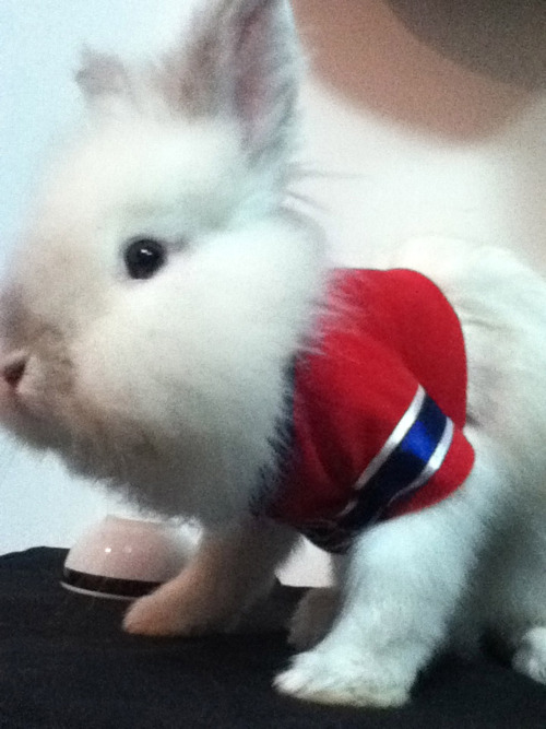 Puck the Bunny Predicts: Canucks vs Canadiens