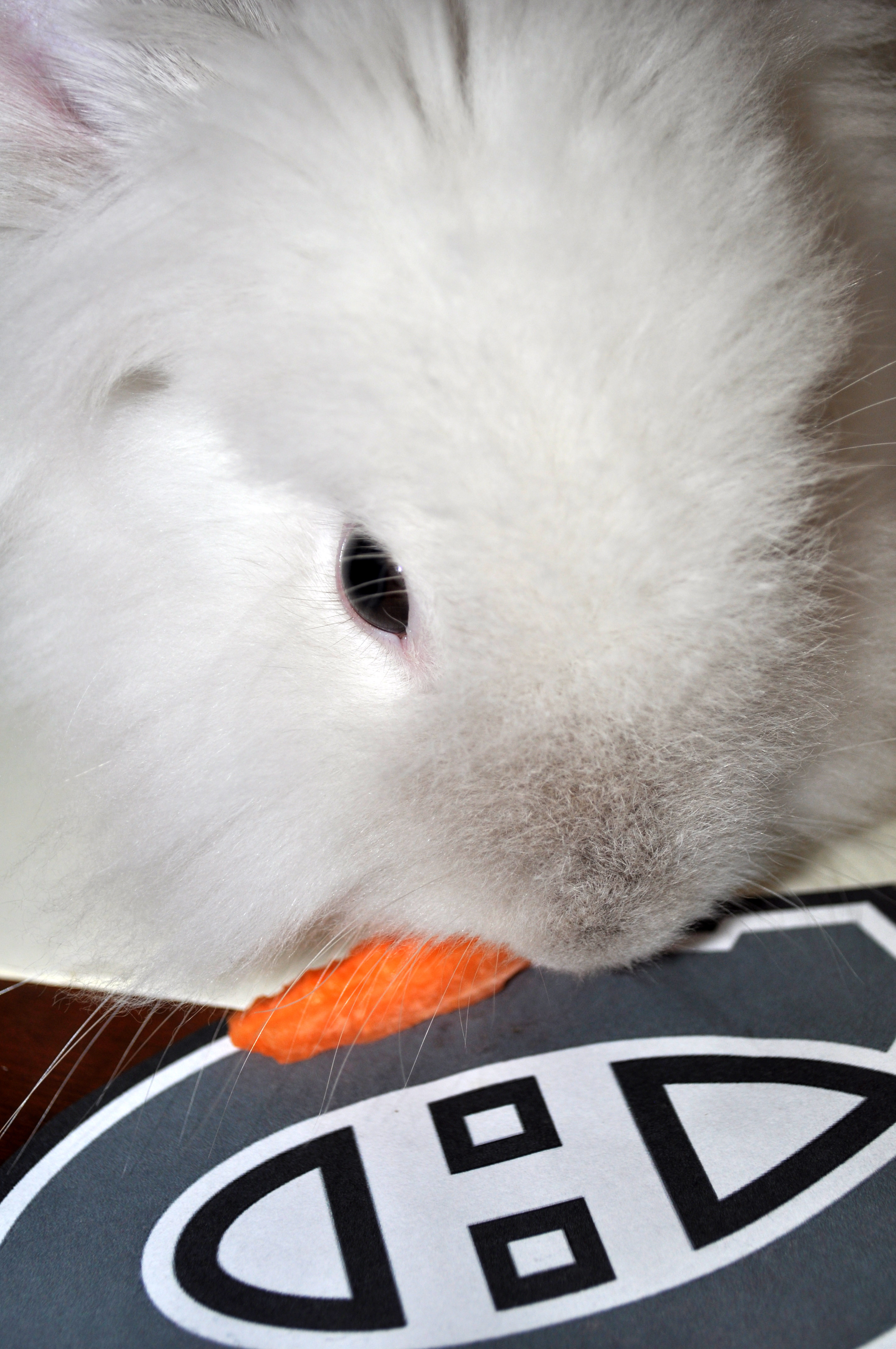 Puck the Bunny Predicts: Canadiens vs Capitals