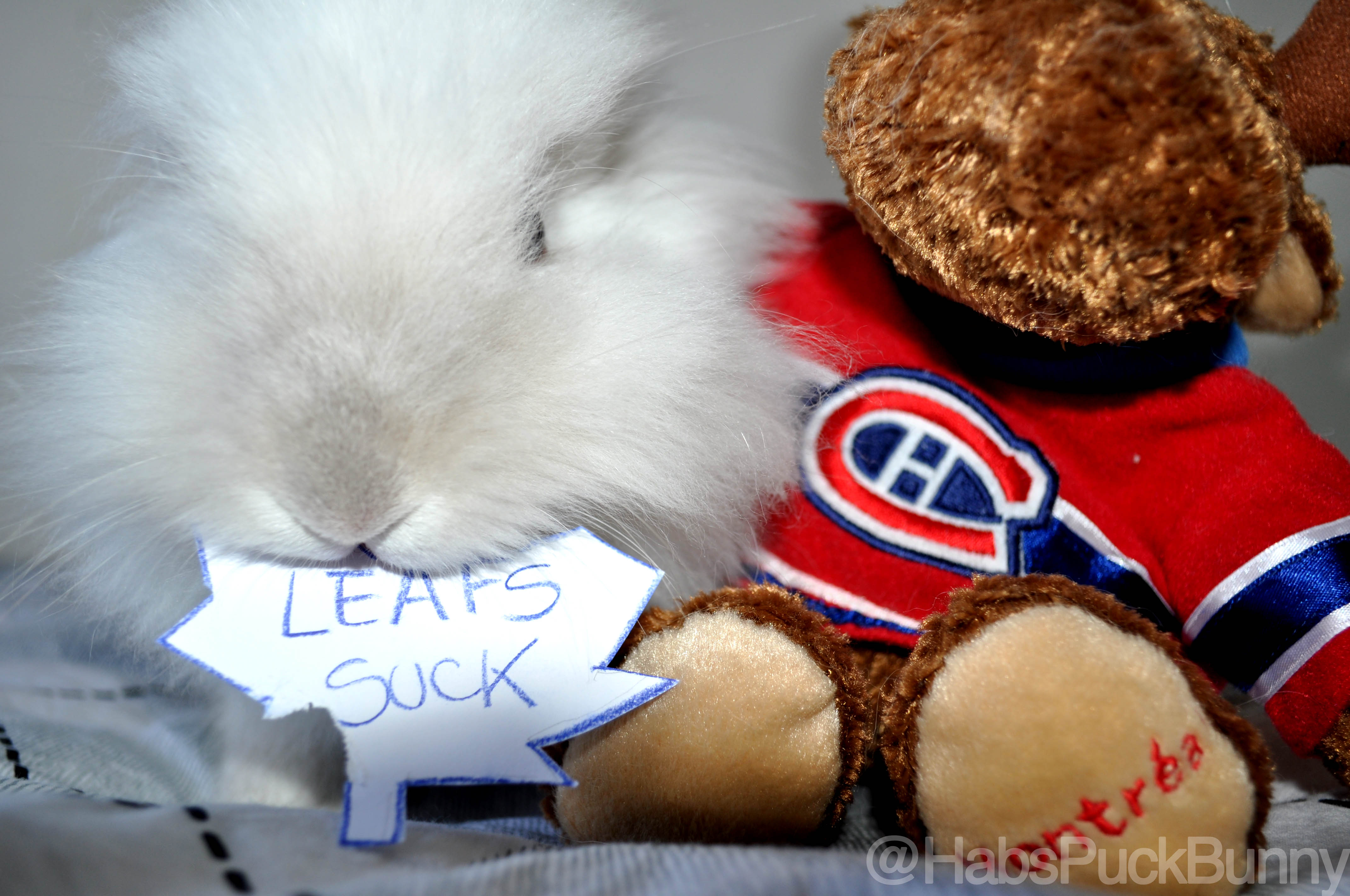 Puck the Bunny Predicts: Canadiens vs Leafs