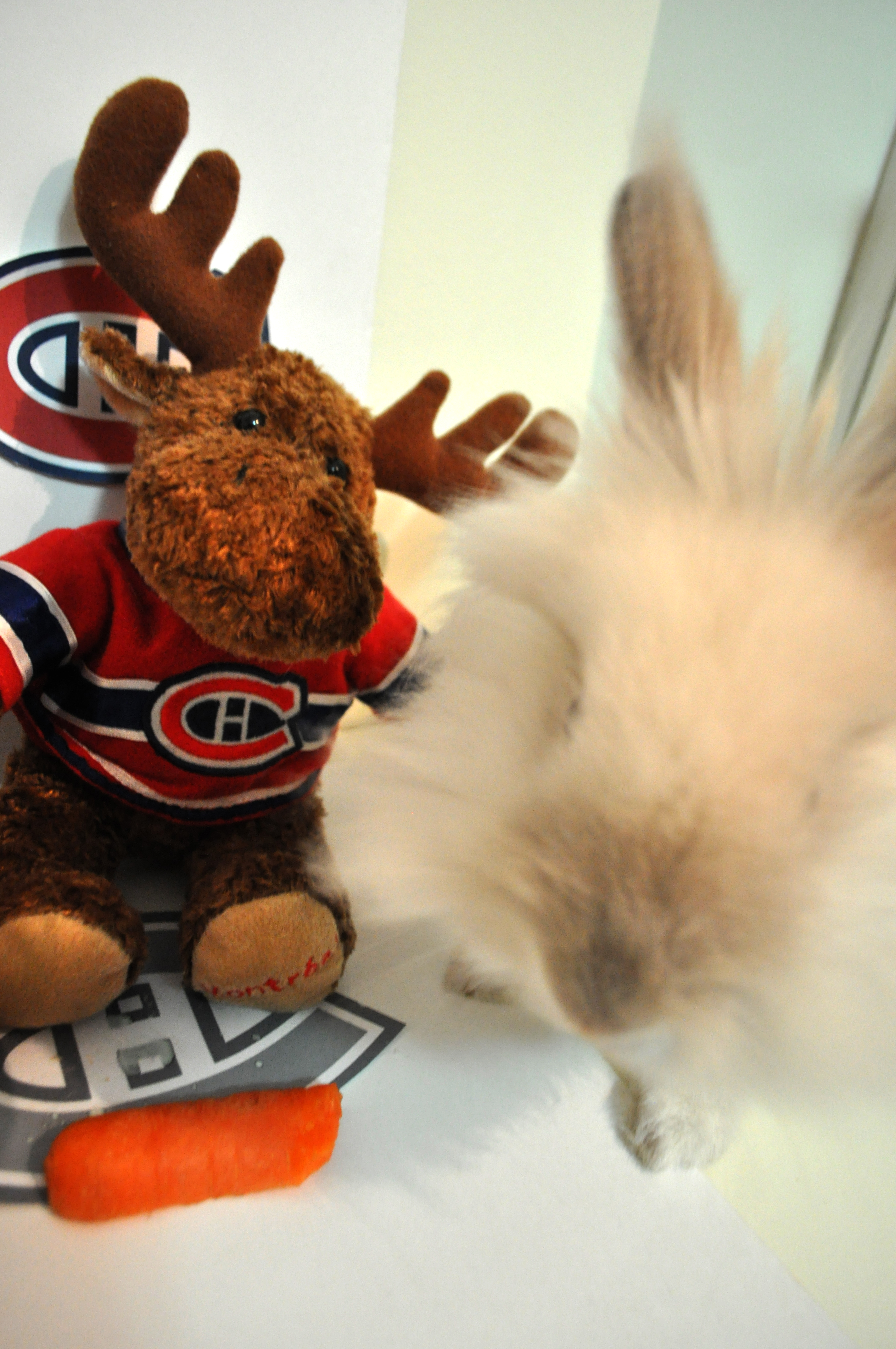 Puck the Bunny Predicts: Lightning vs Canadiens