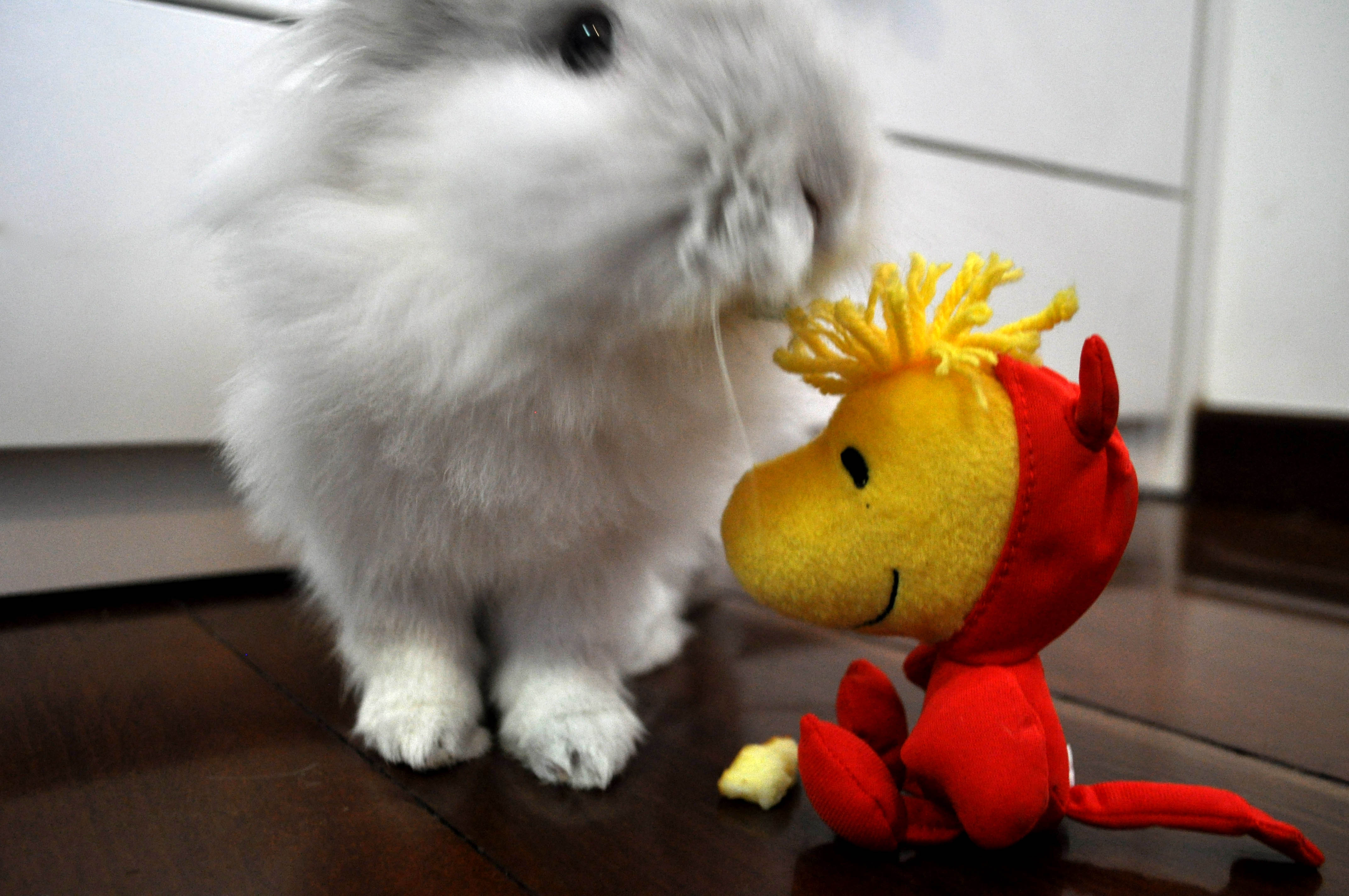 Puck the Bunny Predicts: Canadiens vs Devils