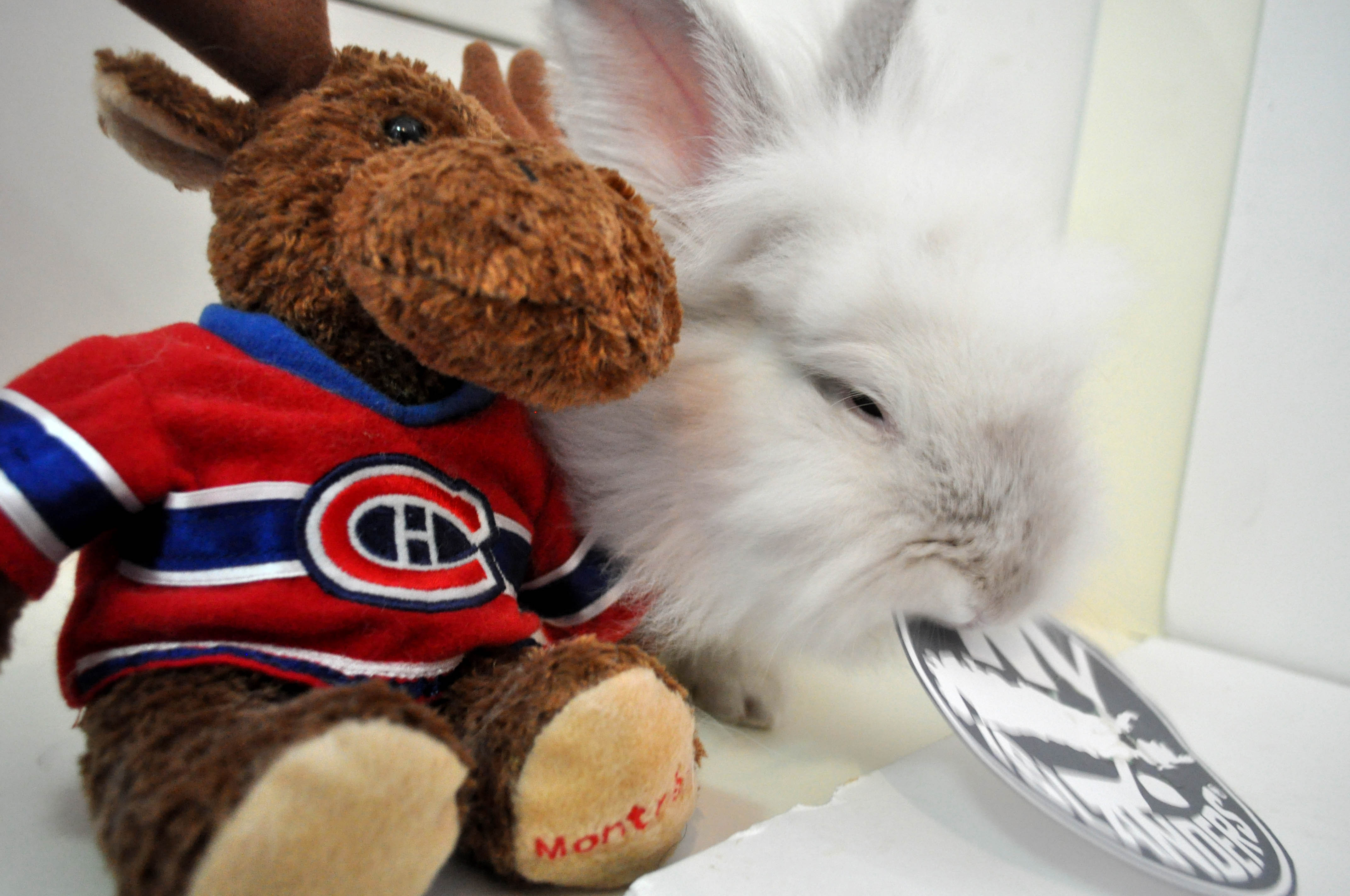 Puck the Bunny Predicts: Montreal Canadiens vs New York Islanders