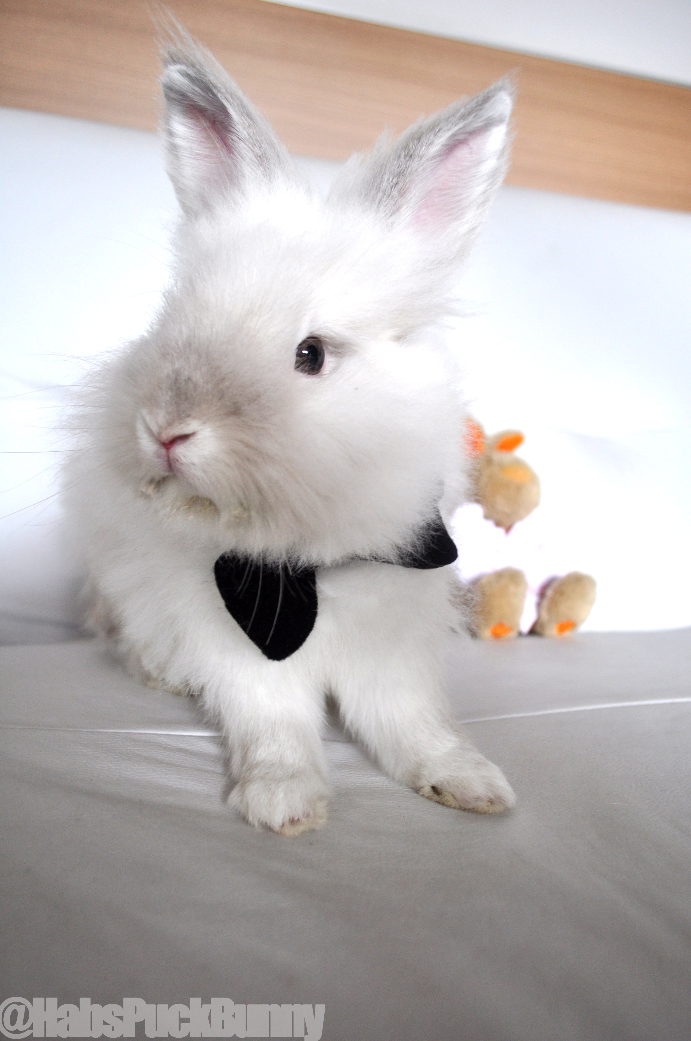 Puck the Bunny Predicts: Montreal Canadiens vs Boston Bruins