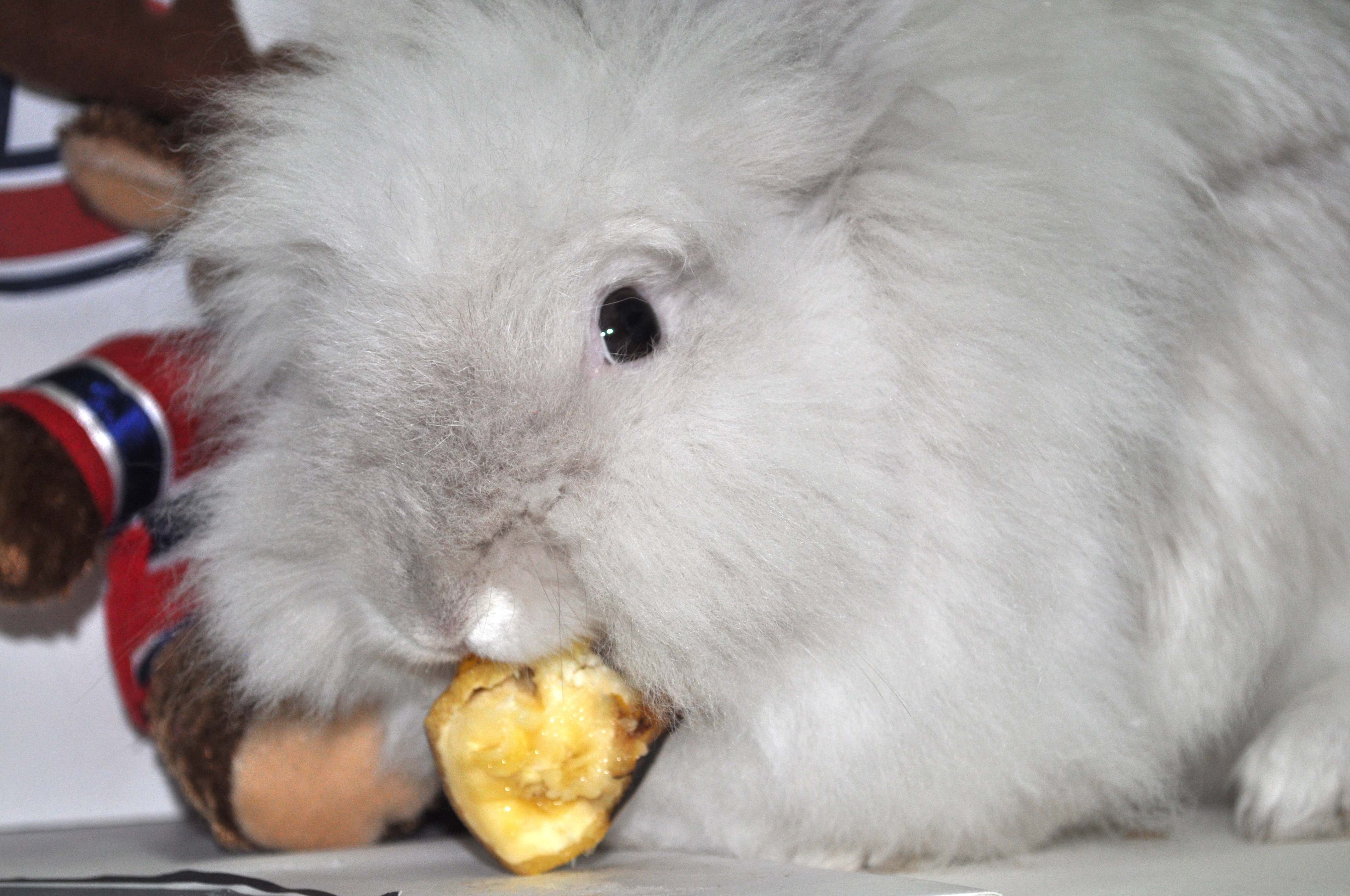 Puck the Bunny Predicts: Montreal Canadiens vs Ottawa Senators