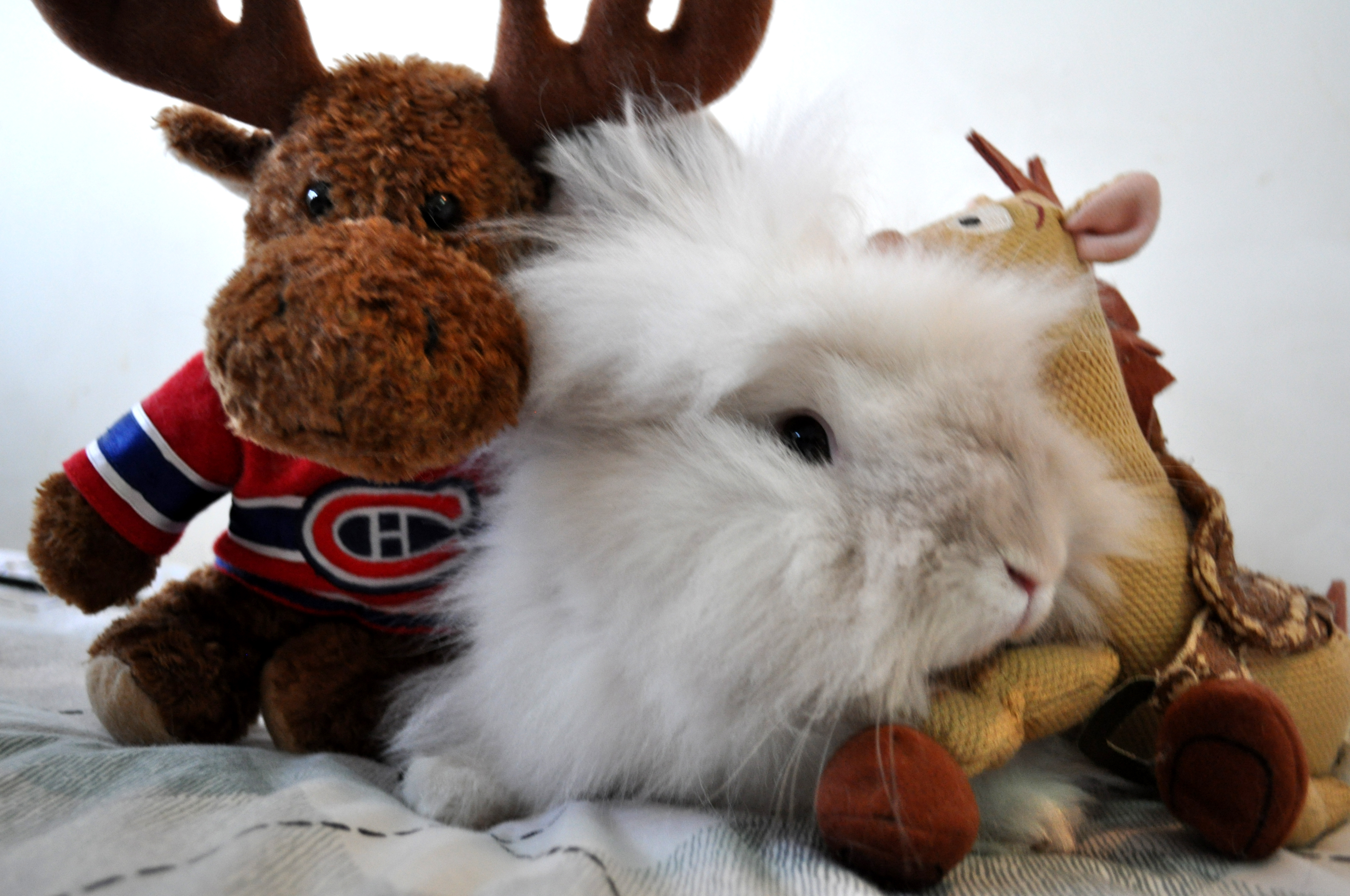 Puck the Bunny Predicts: Montreal Canadiens vs Calgary Flames