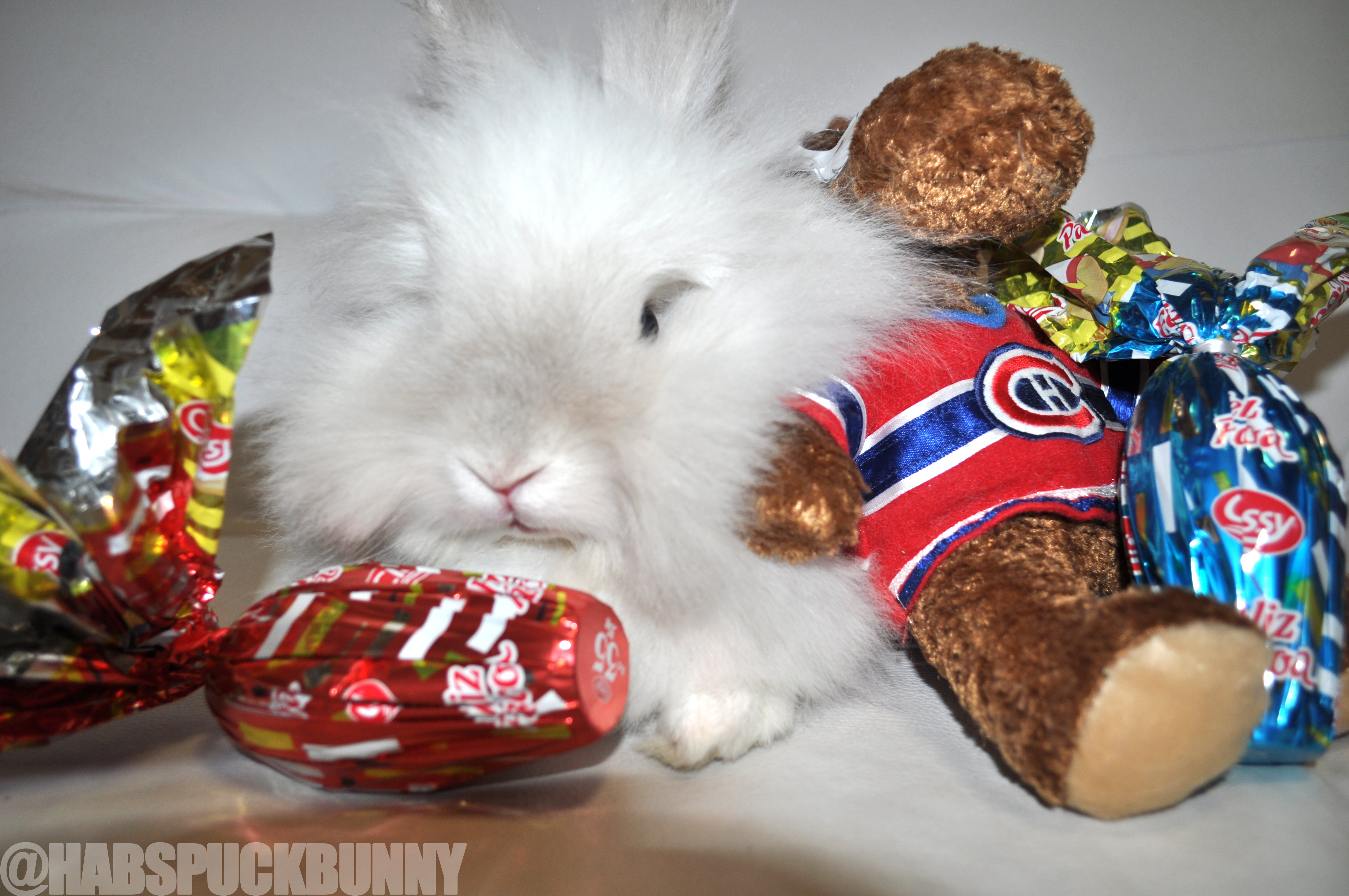 Puck the Bunny Predicts: Montreal Canadiens vs Toronto Maple Leafs