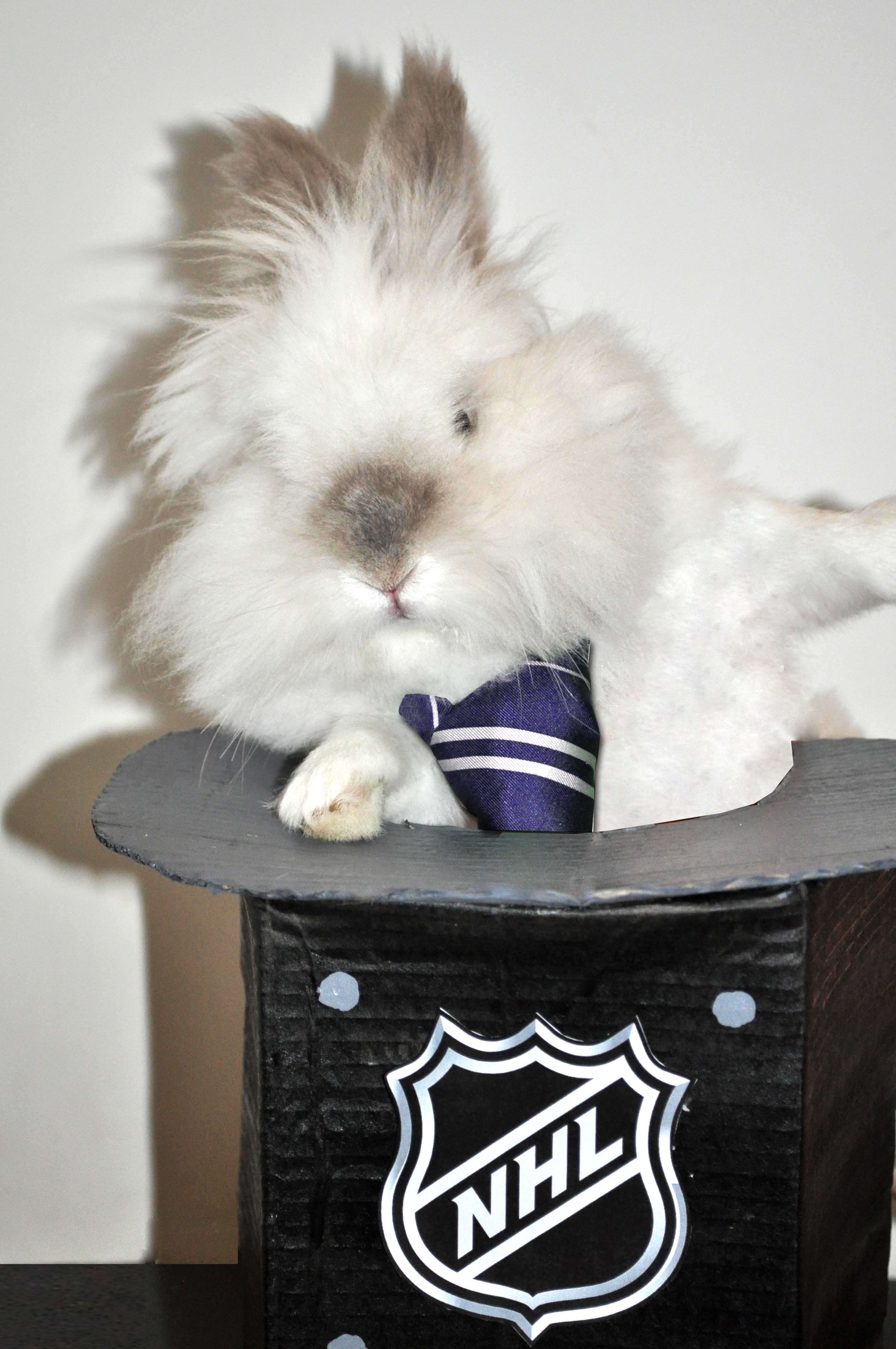 Puck the Bunny Predicts: Montreal Canadiens vs Toronto Maple Leafs [VIDEO]