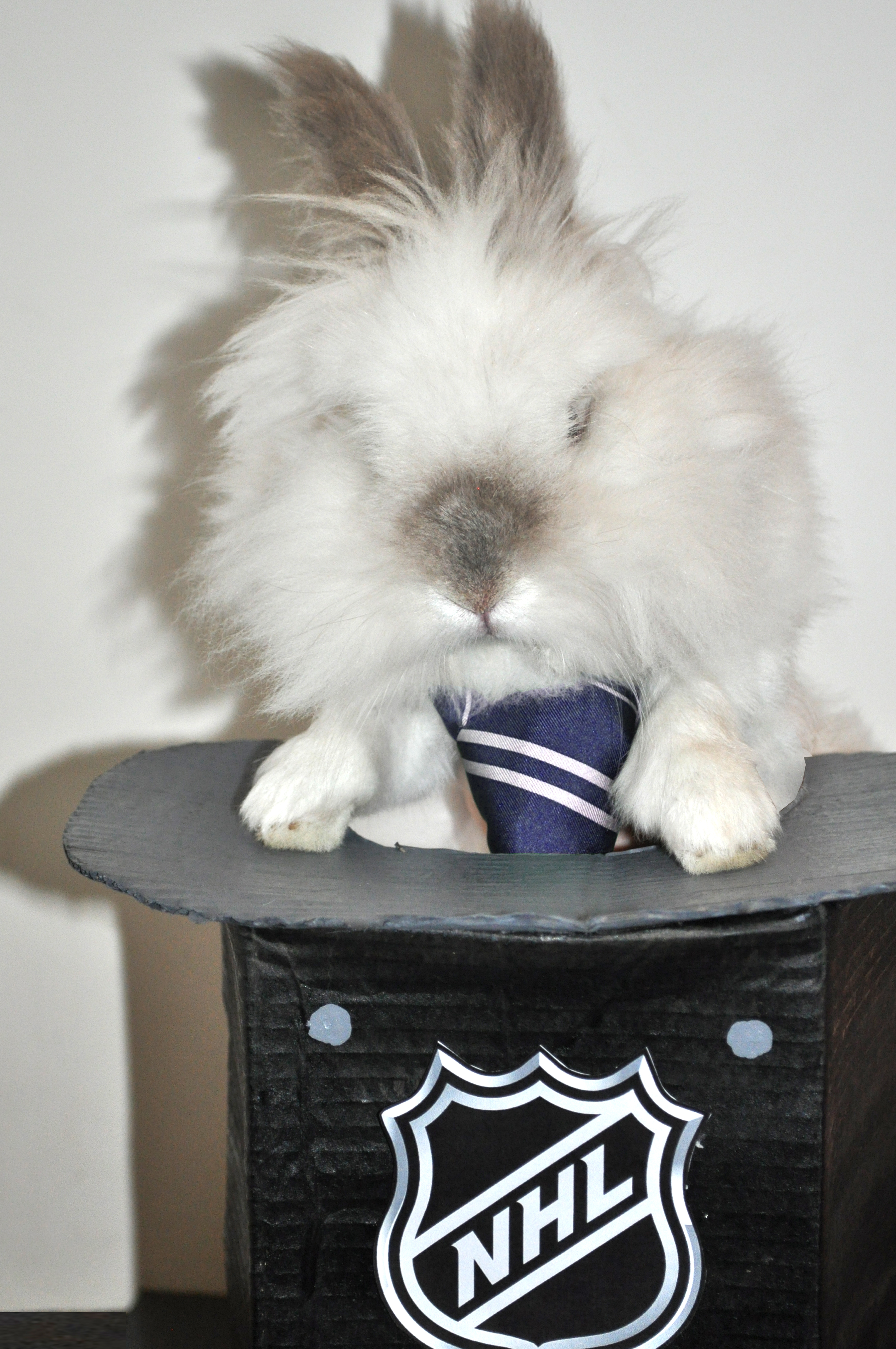 Puck the Bunny Predicts: Montreal Canadiens vs Florida Panthers [VIDEO]