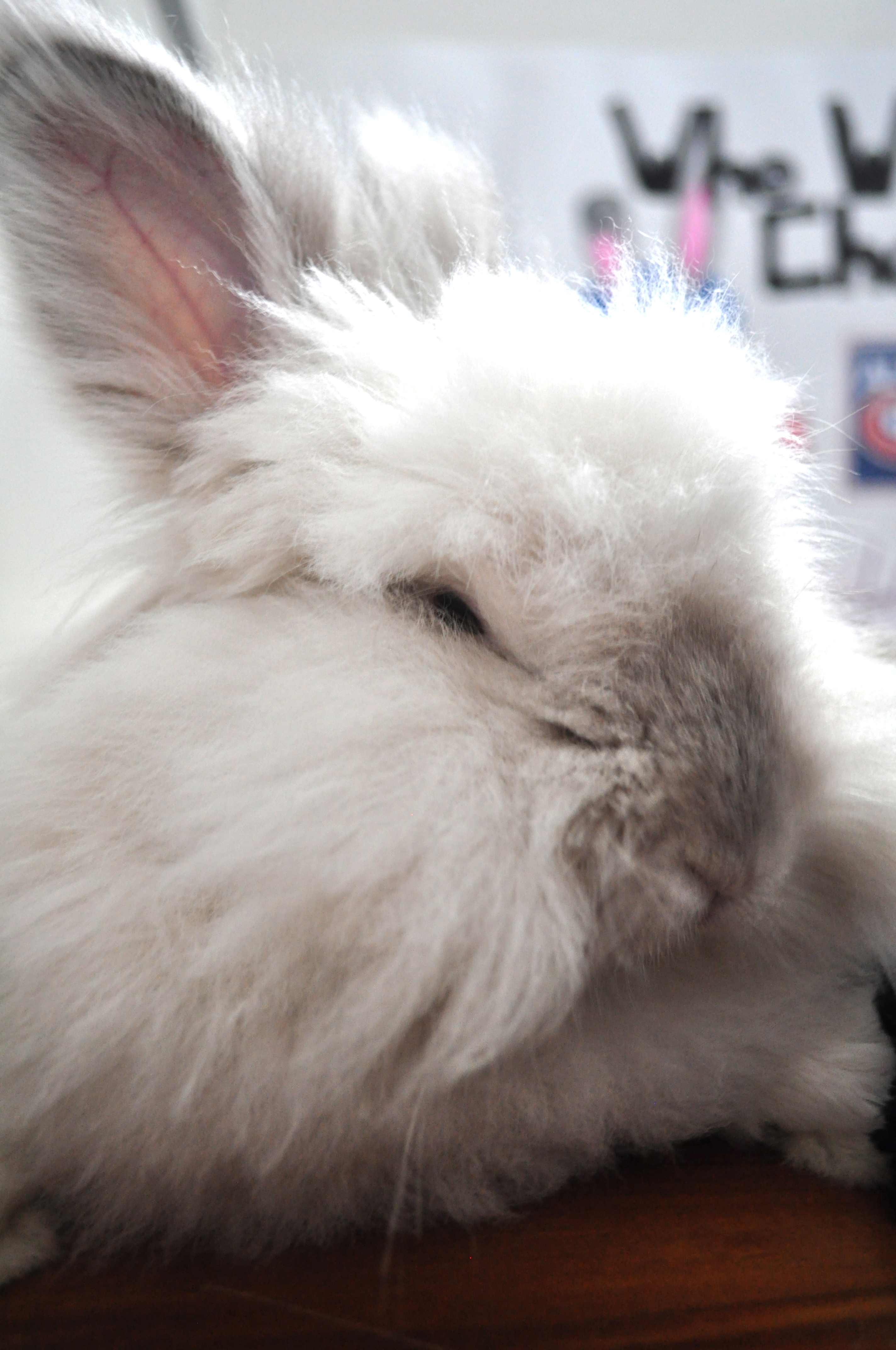 Puck the Bunny Predicts: Montreal Canadiens vs Washington Capitals [VIDEO]