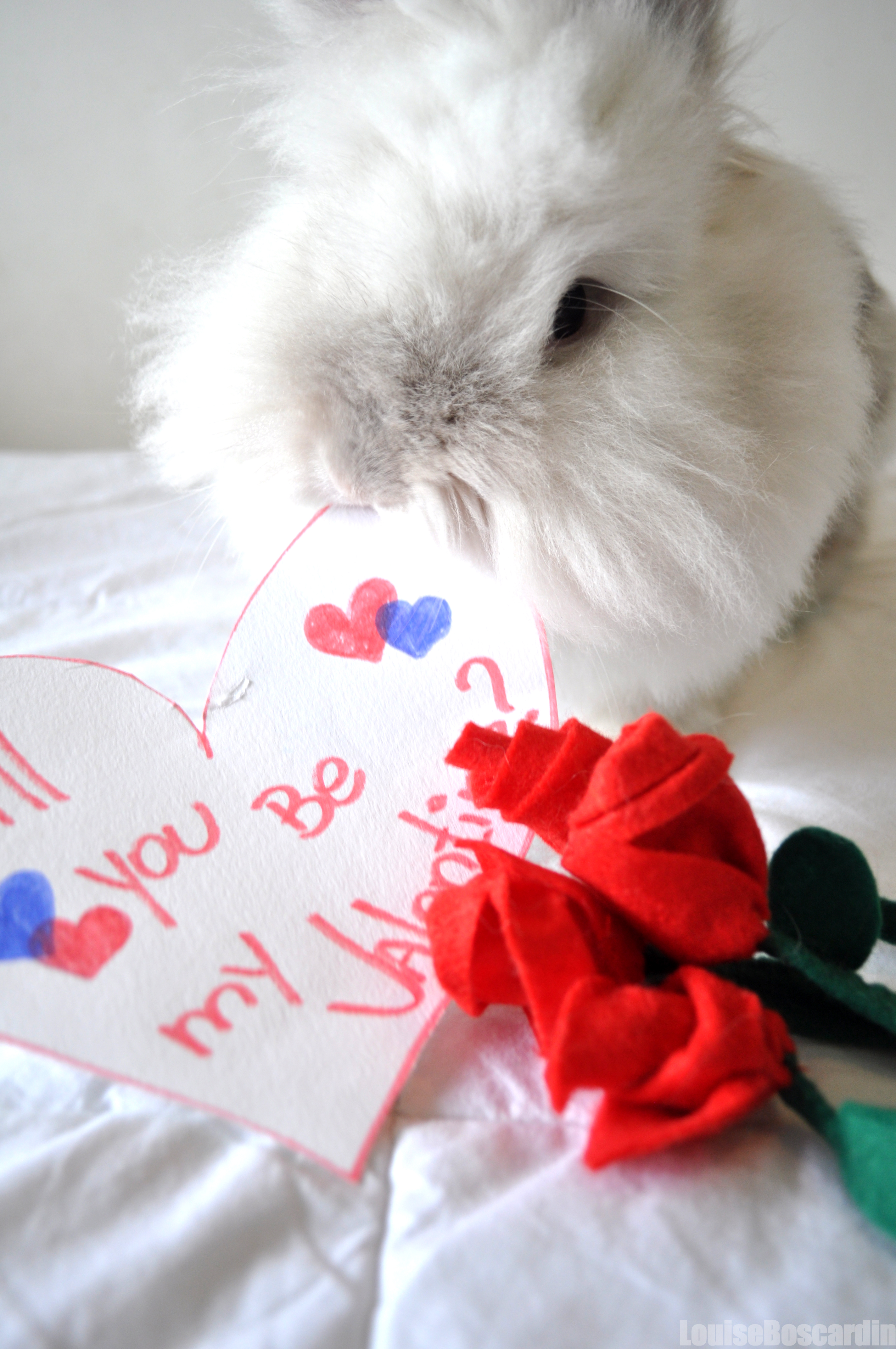 Puck the Bunny Predicts: Montreal Canadiens vs Florida Panthers [VIDEO]