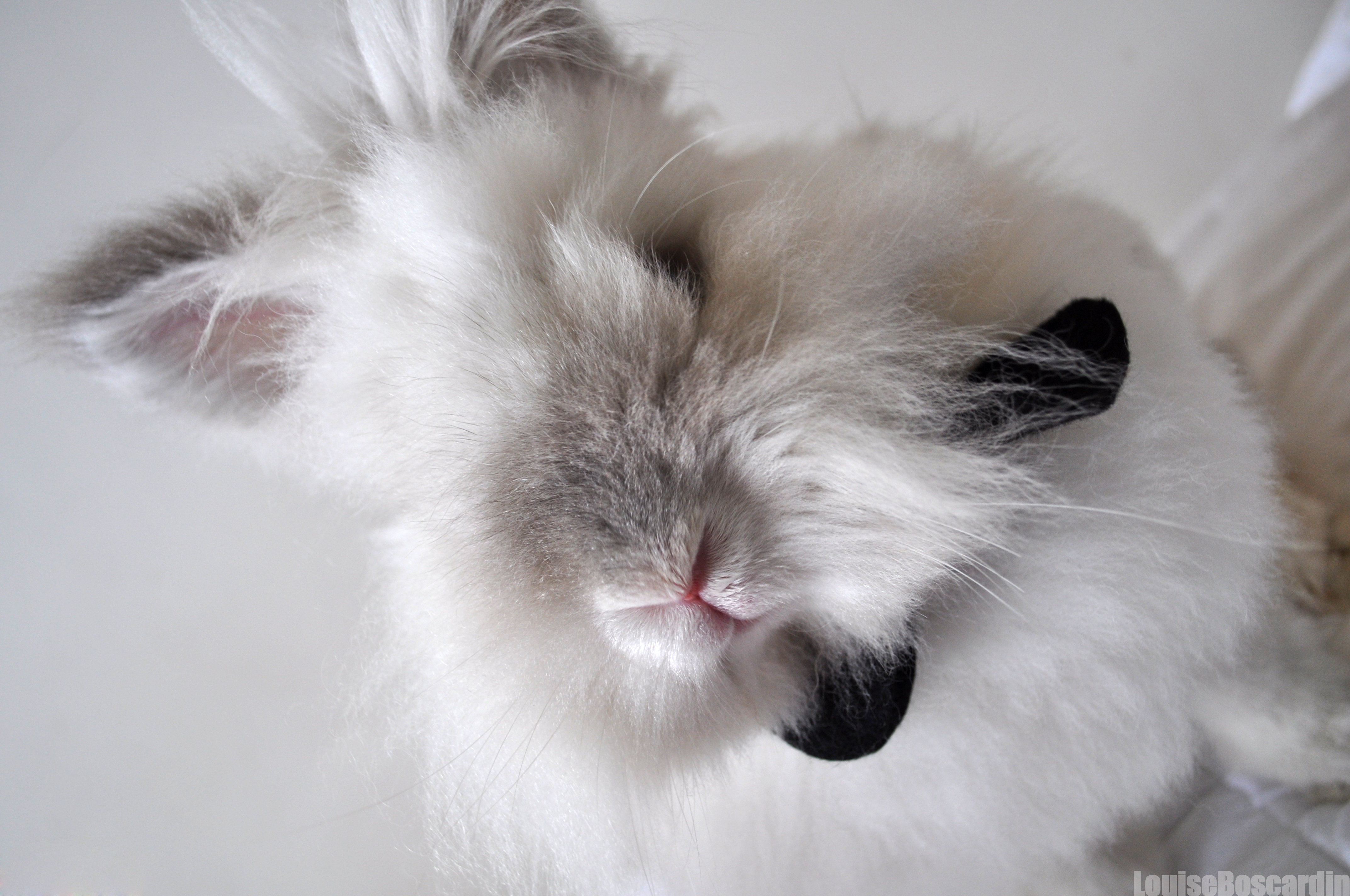 Puck the Bunny Predicts: Montreal Canadiens vs Philadelphia Flyers [VIDEO]