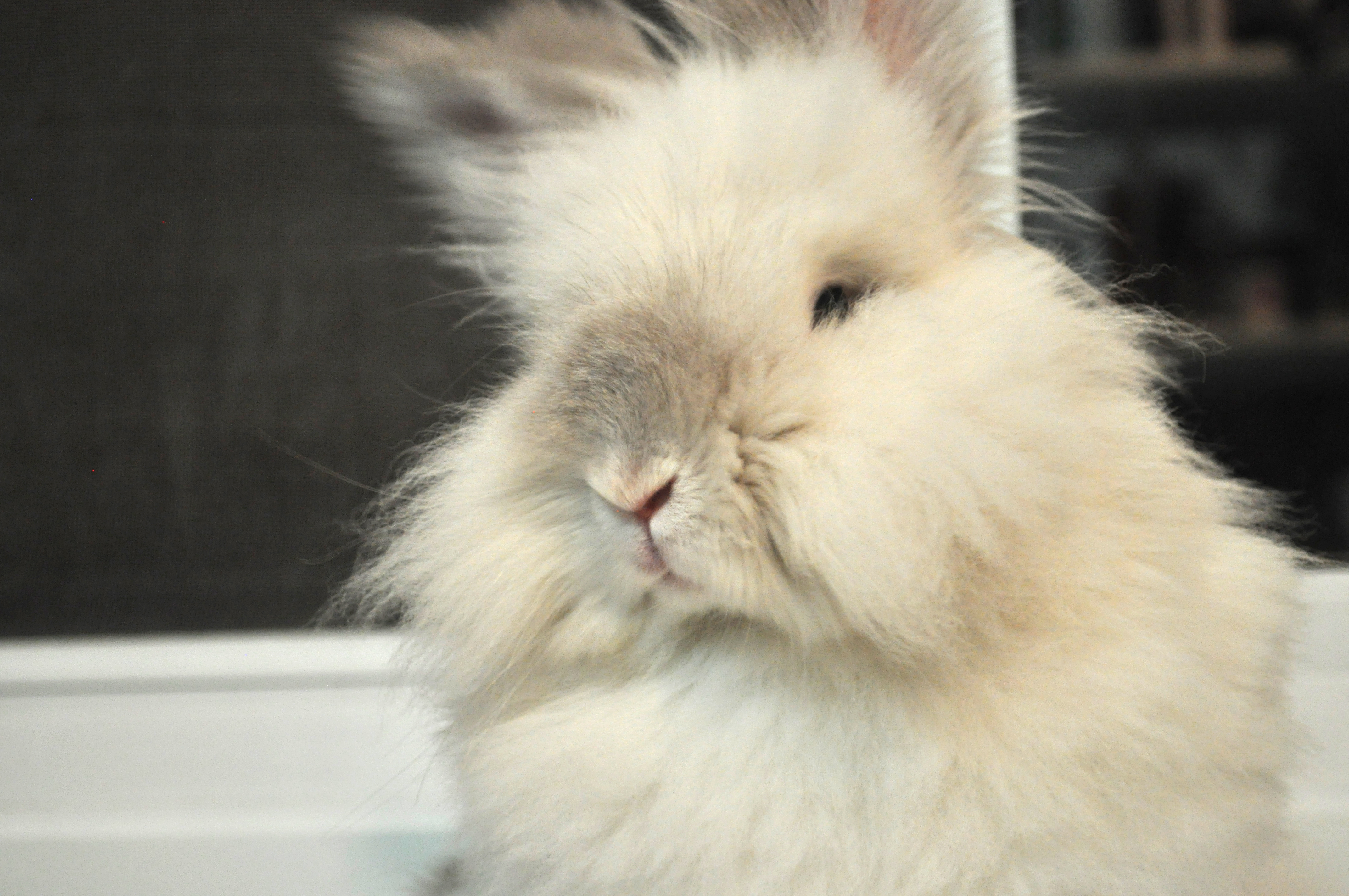 Puck the Bunny Predicts: Montreal Canadiens vs New York Islanders [VIDEO]