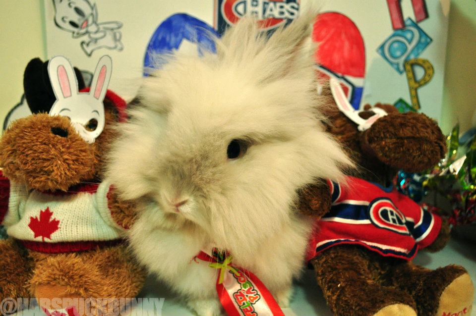 Puck the Bunny Predicts: Montreal Canadiens vs Pittsburgh Penguins [VIDEO]