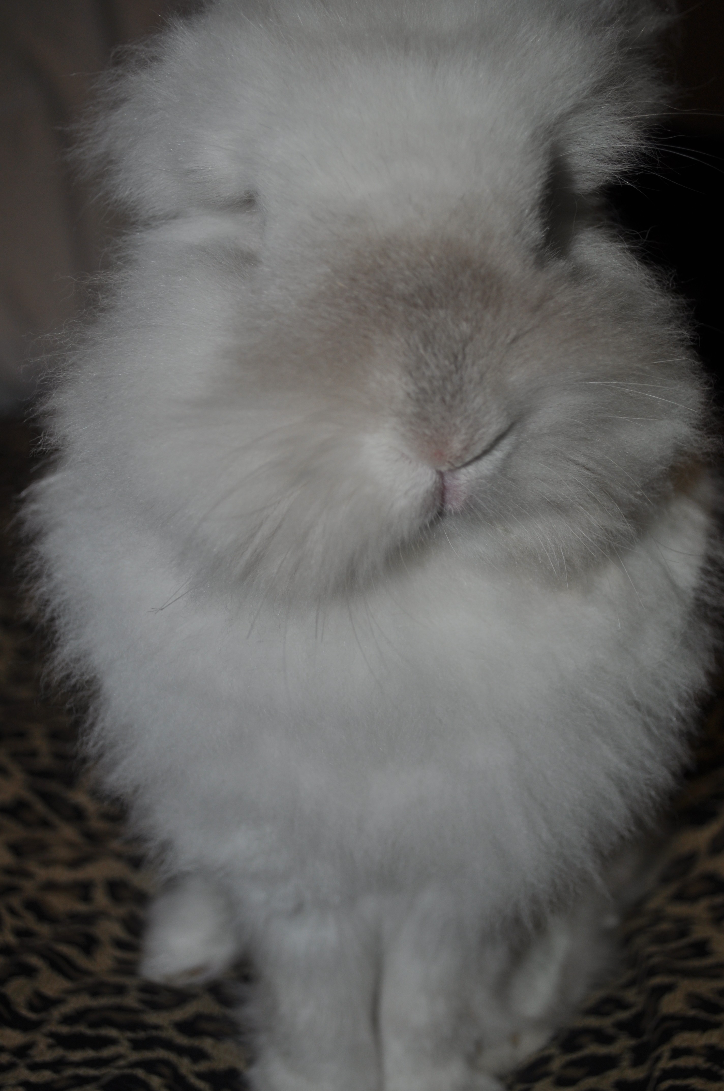 Puck the Bunny Predicts: Montreal Canadiens vs Buffalo Sabres [VIDEO]