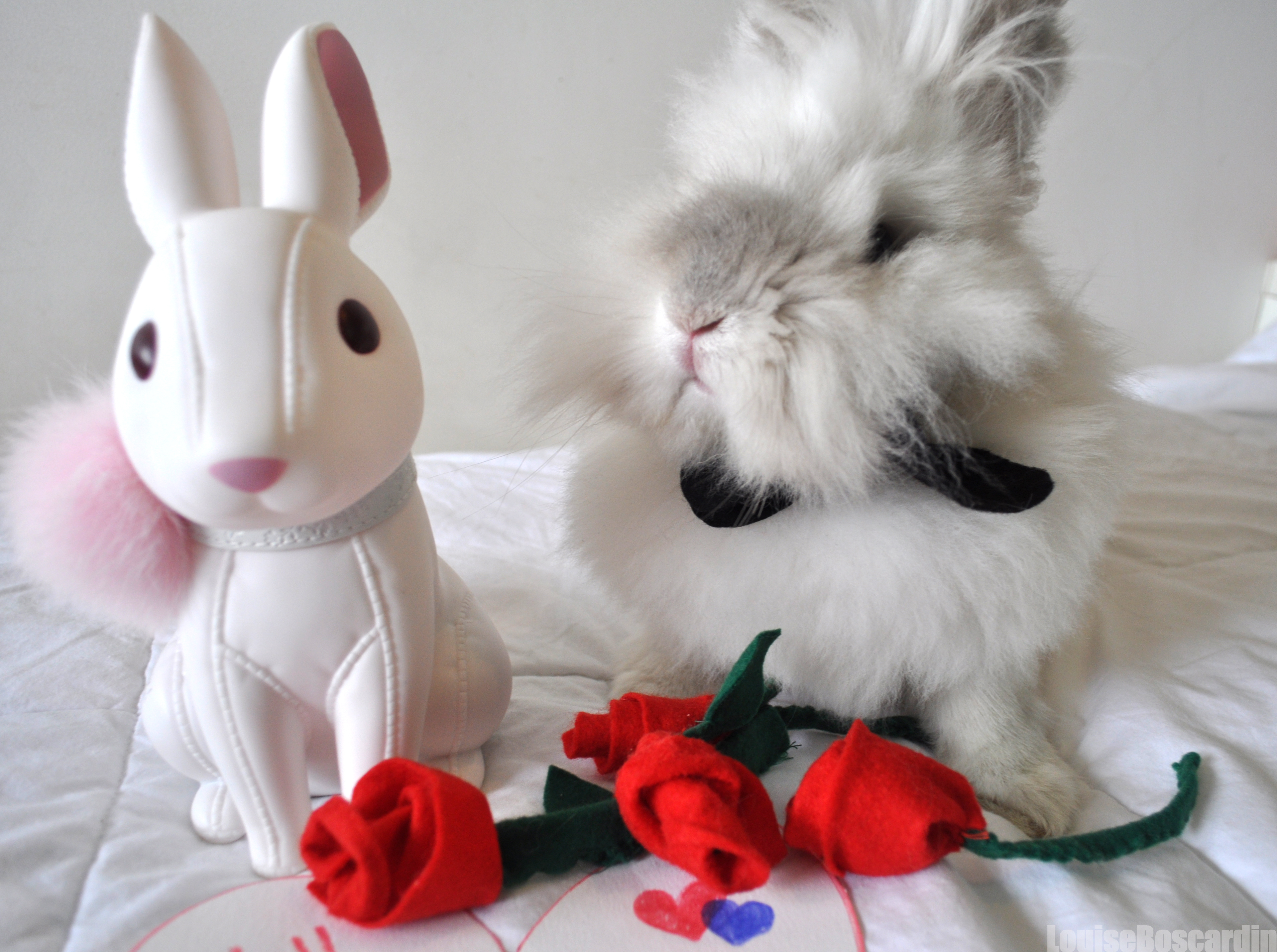 Puck the Bunny Predicts: Montreal Canadiens vs Buffalo Sabres [VIDEO]