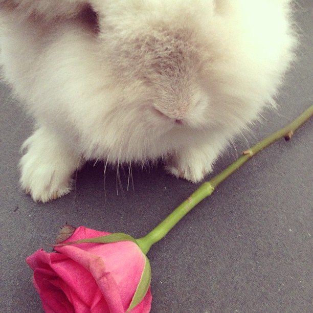 Puck the Bunny Predicts: Montreal Canadiens vs Tampa Bay Lightning [VIDEO]