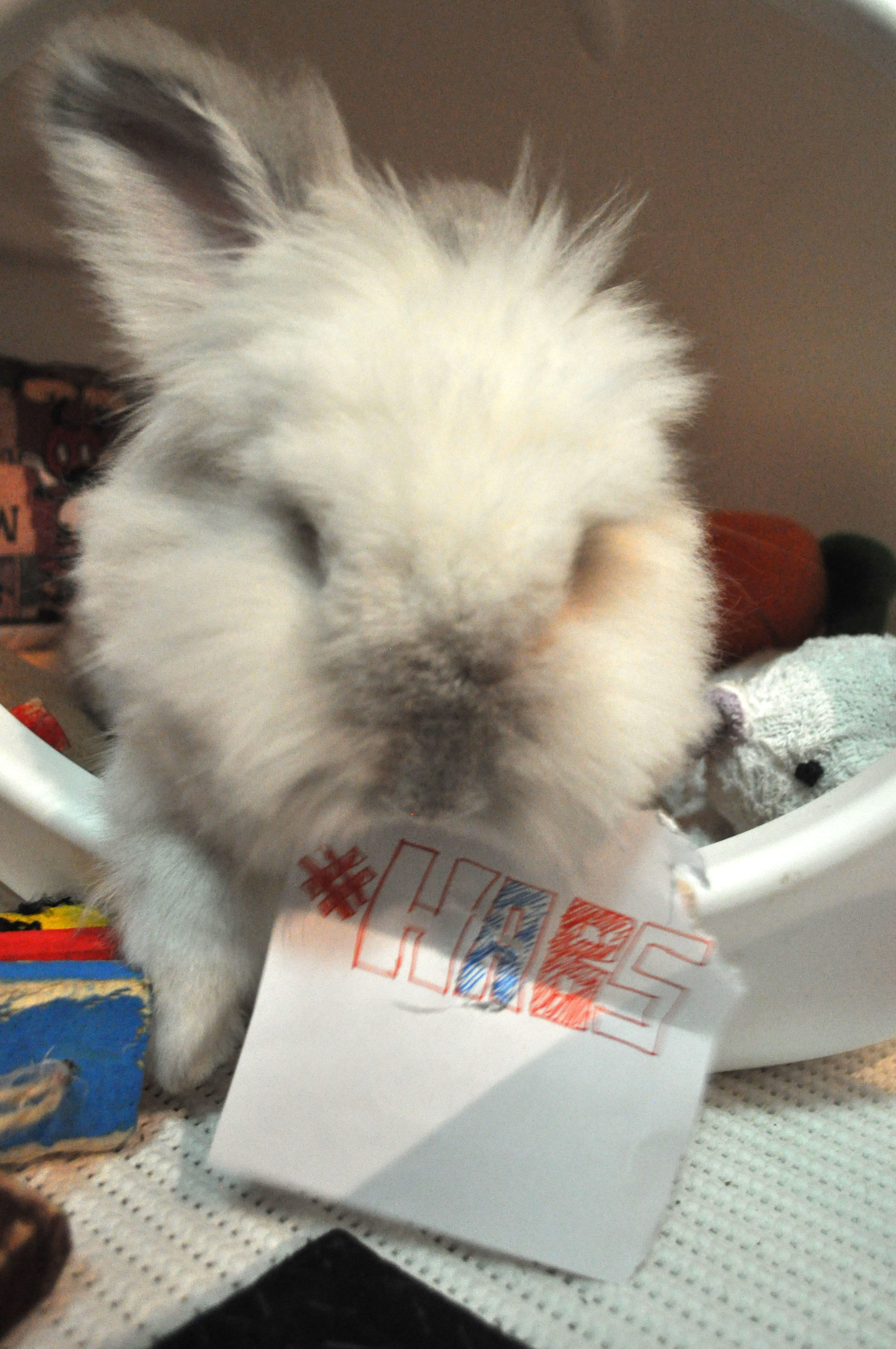 Puck the Bunny Predicts: Montreal Canadiens vs Carolina Hurricanes [VIDEO]