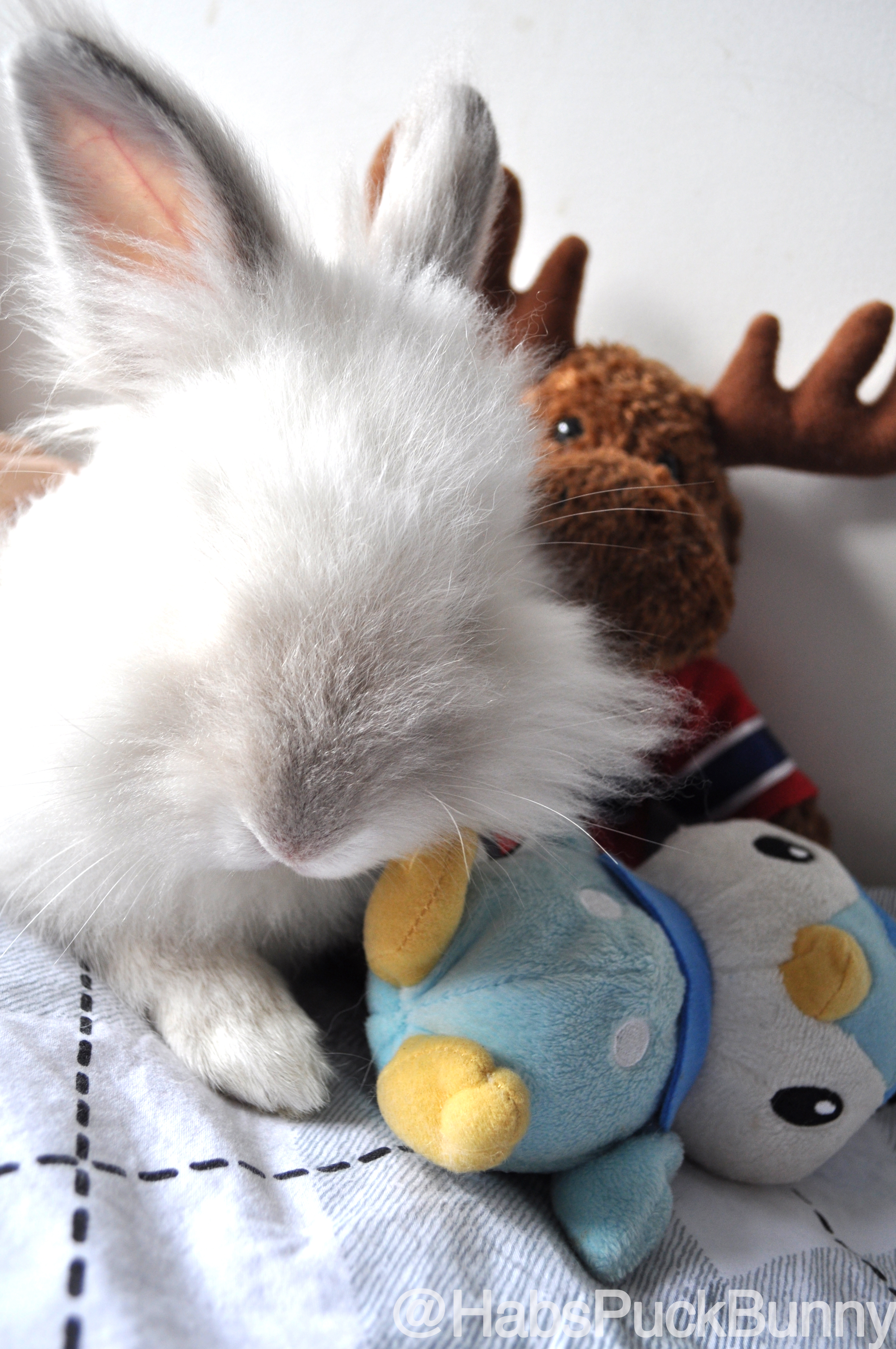 Puck the Bunny Predicts: Montreal Canadiens vs Pittsburgh Penguins  [VIDEO]