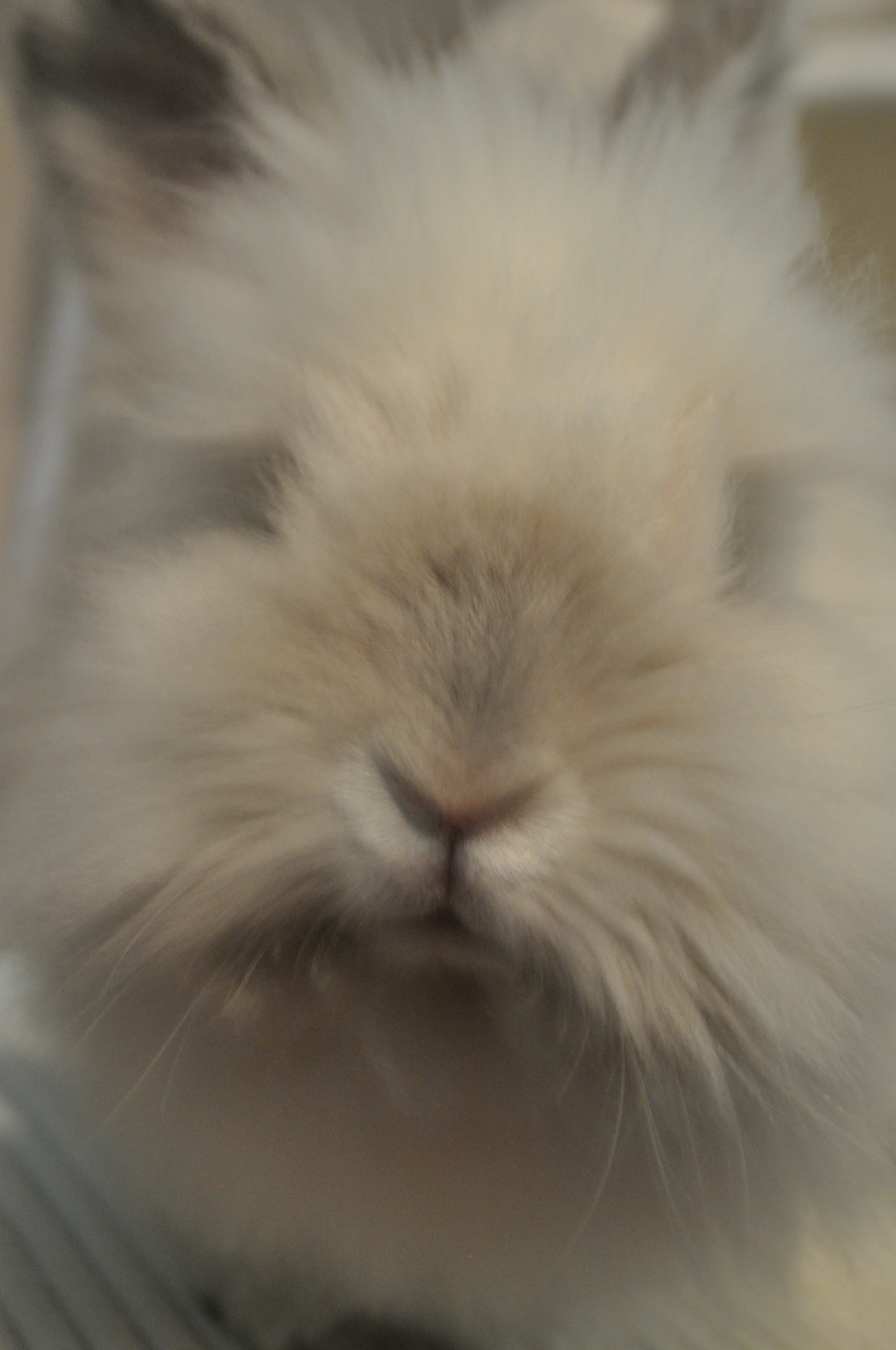 Puck the Bunny Predicts: Montreal Canadiens vs Winnipeg Jets  [VIDEO]