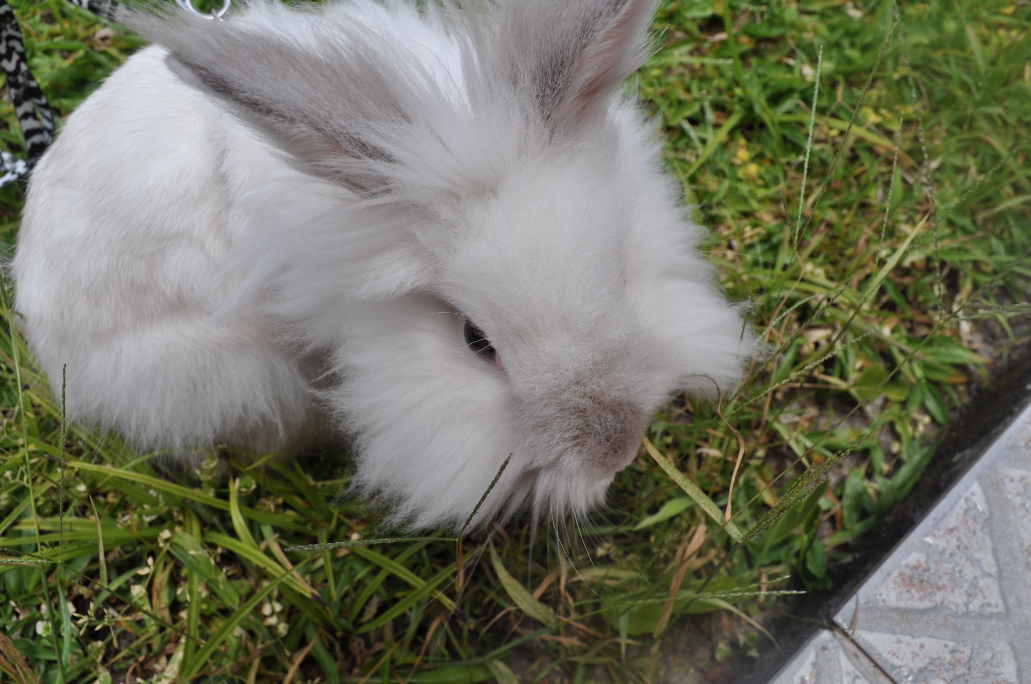 Puck the Bunny Predicts: Montreal Canadiens vs Tampa Bay Lightning  [VIDEO]