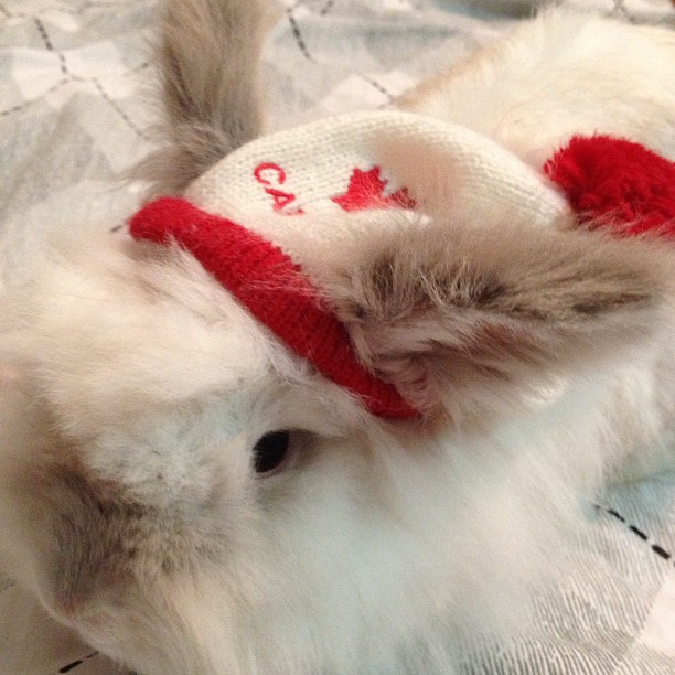 Puck the Bunny Predicts: Montreal Canadiens vs Toronto Maple Leafs  [VIDEO]