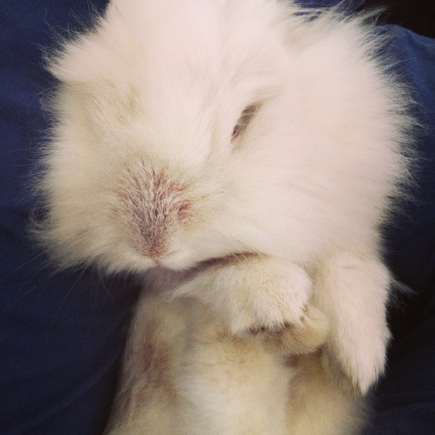 Puck the Bunny Predicts: Montreal Canadiens vs Toronto Maple Leafs  [VIDEO]