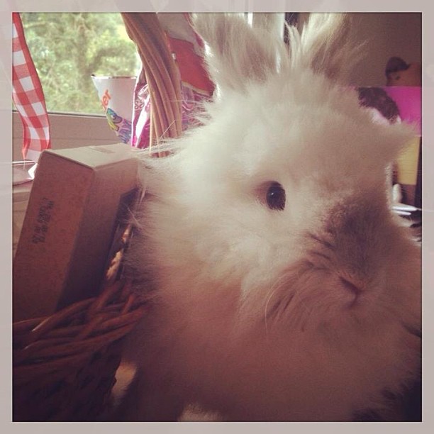 Puck the Bunny Predicts: Montreal Canadiens vs Philadelphia Flyers [VIDEO]