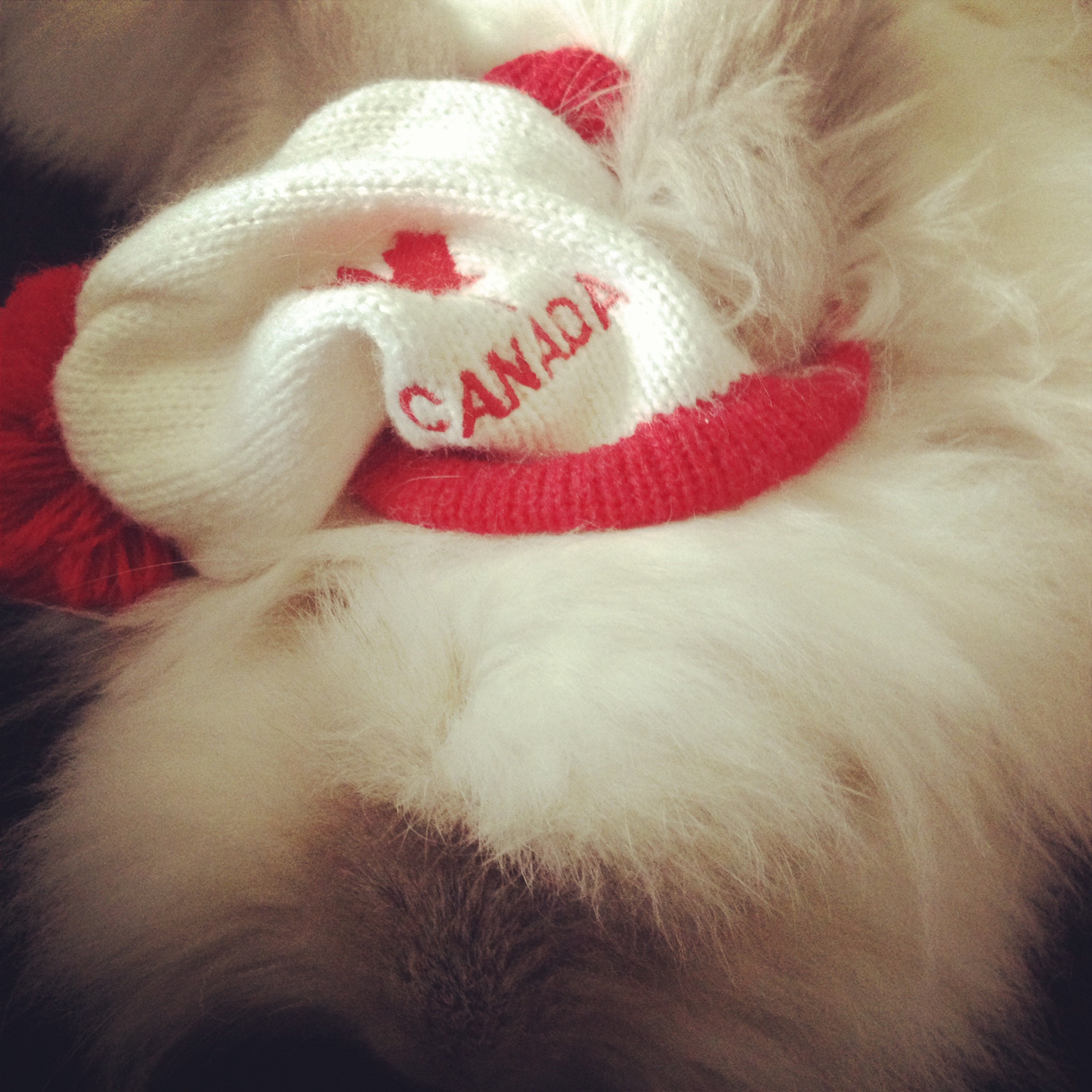 Puck the Bunny Predicts: Montreal Canadiens vs Toronto Maple Leafs [VIDEO]