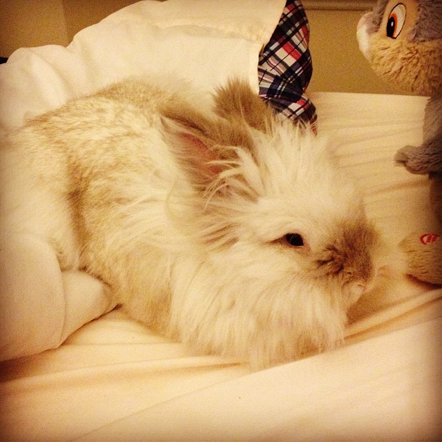 Puck the Bunny Predicts: Montreal Canadiens vs Dallas Stars [VIDEO]