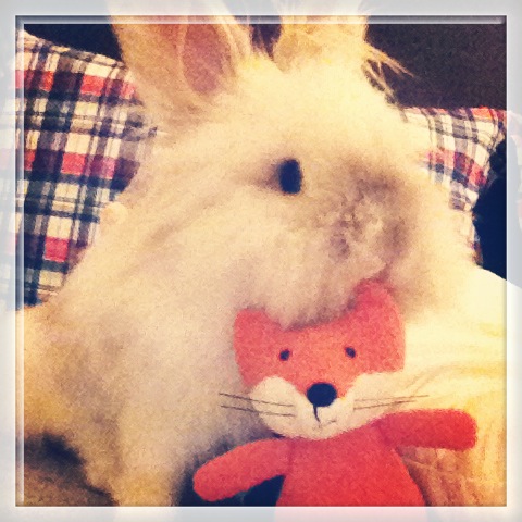 Puck the Bunny Predicts: Montreal Canadiens vs Philadelphia Flyers [VIDEO]