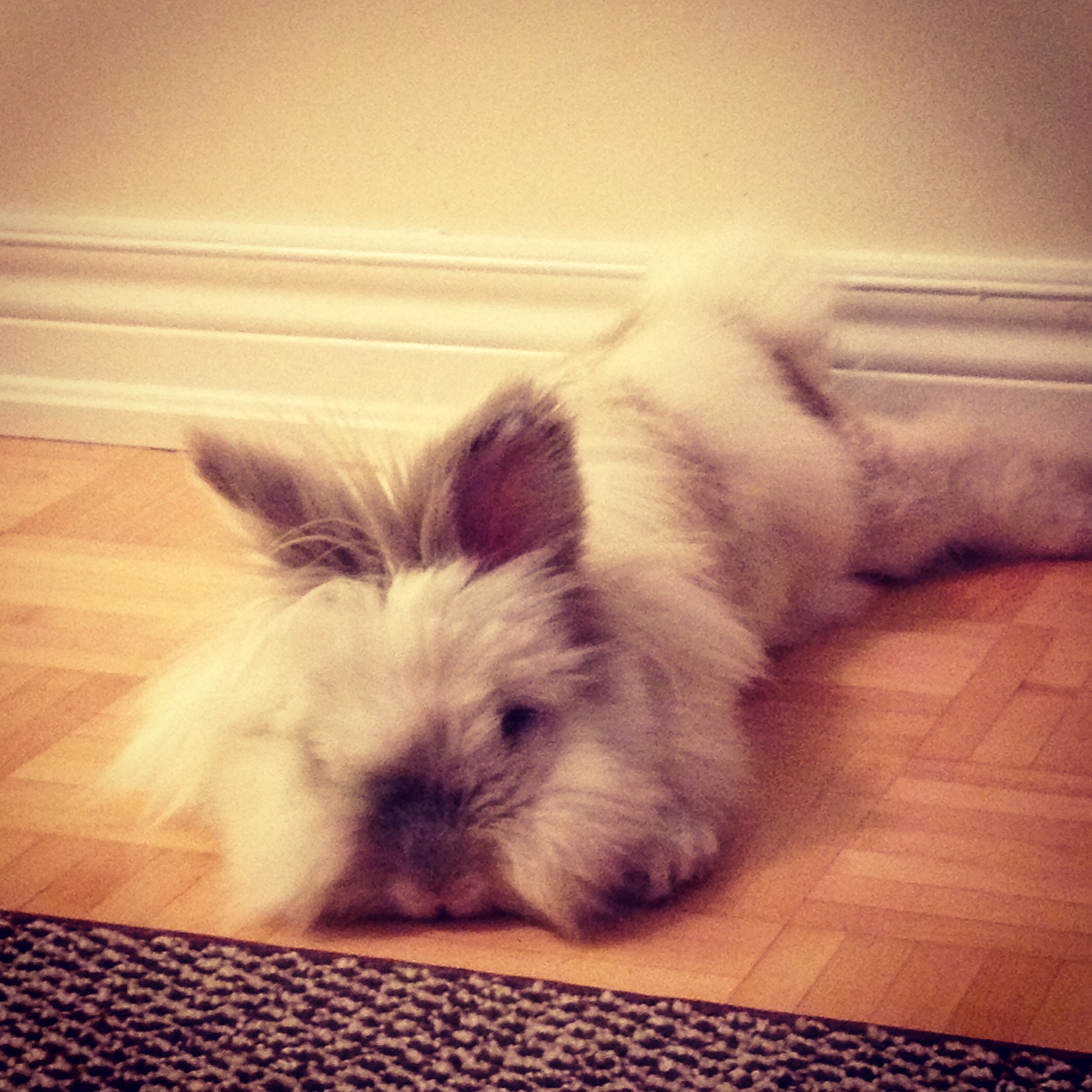 Puck the Bunny Predicts: Montreal Canadiens vs Calgary Flames [VIDEO]