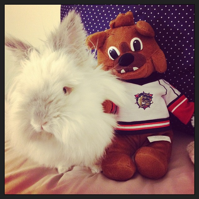 Puck the Bunny Predicts: Montreal Canadiens vs Winnipeg Jets [VIDEO]