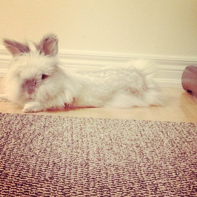 Puck the Bunny Predicts: Montreal Canadiens vs Edmonton Oilers [VIDEO]