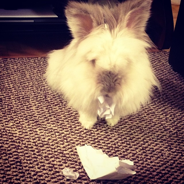 Puck the Bunny Predicts: Montreal Canadiens vs New York Rangers [VIDEO]