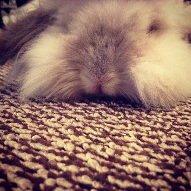 Puck the Bunny Predicts: Montreal Canadiens vs San Jose Sharks [VIDEO]