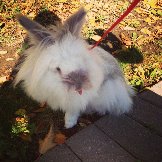 Puck the Bunny Predicts: Montreal Canadiens vs Nashville Predators [VIDEO]