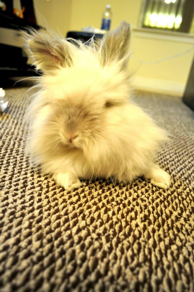 Puck the Bunny Predicts: Montreal Canadiens vs Colorado Avalanche [VIDEO]