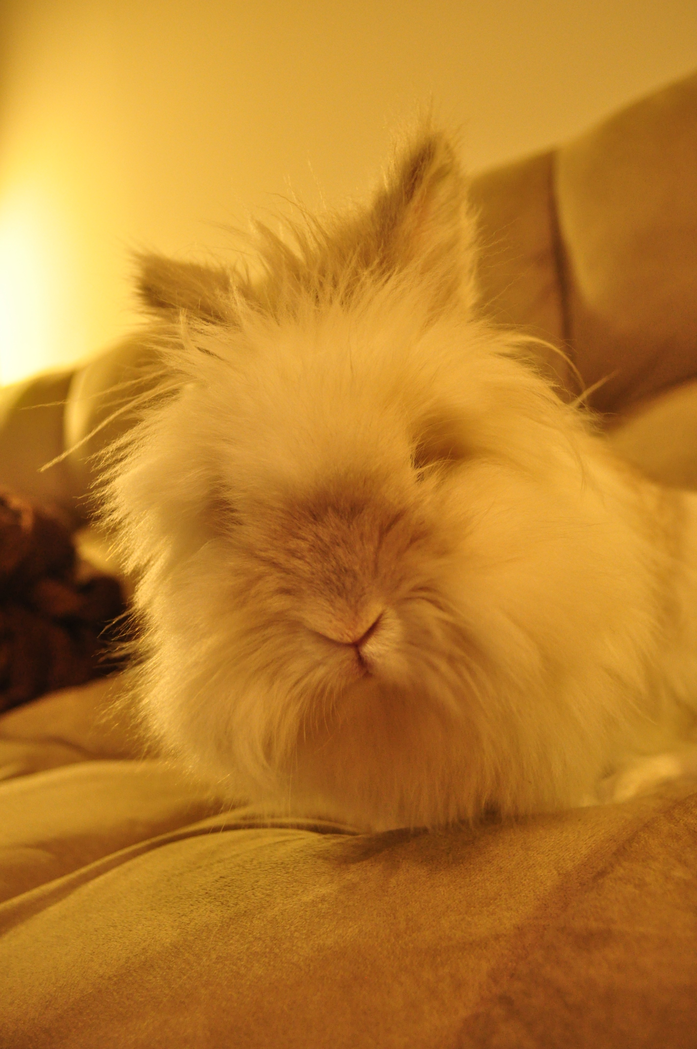 Puck the Bunny Predicts: Montreal Canadiens vs Washington Capitals [VIDEO]