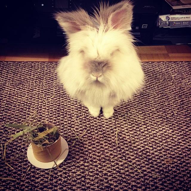 Puck the Bunny Predicts: Montreal Canadiens vs Buffalo Sabres [VIDEO]