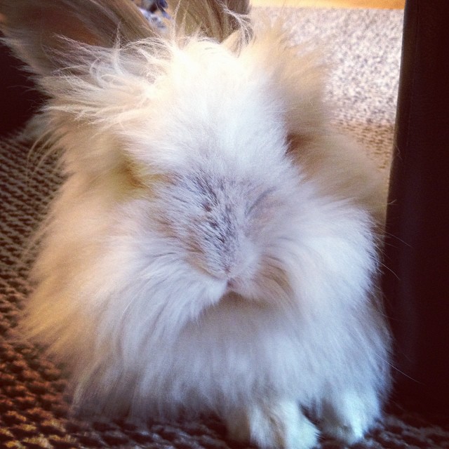 Puck the Bunny Predicts: Montreal Canadiens vs Ottawa Senators [VIDEO]