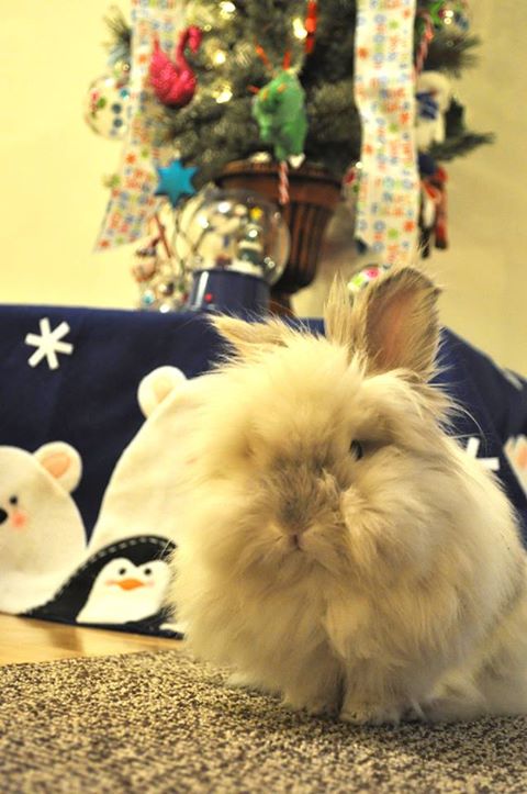 Puck the Bunny Predicts: Canadiens vs Devils, Puck’s Wish List [VIDEO]