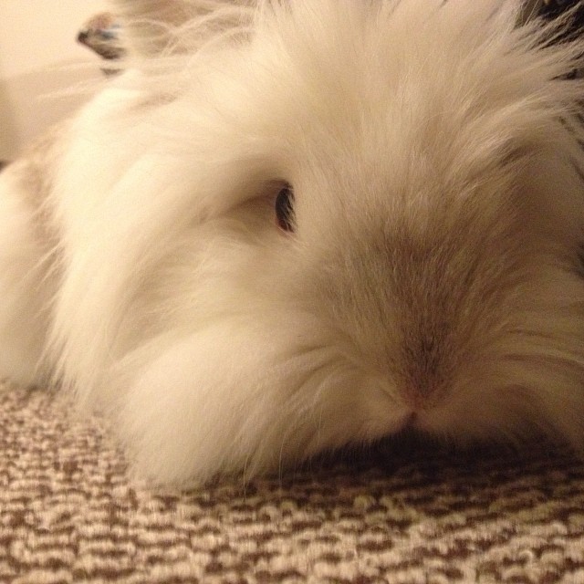 Puck the Bunny Predicts: Montreal Canadiens vs Tampa Bay Lightning [VIDEO]