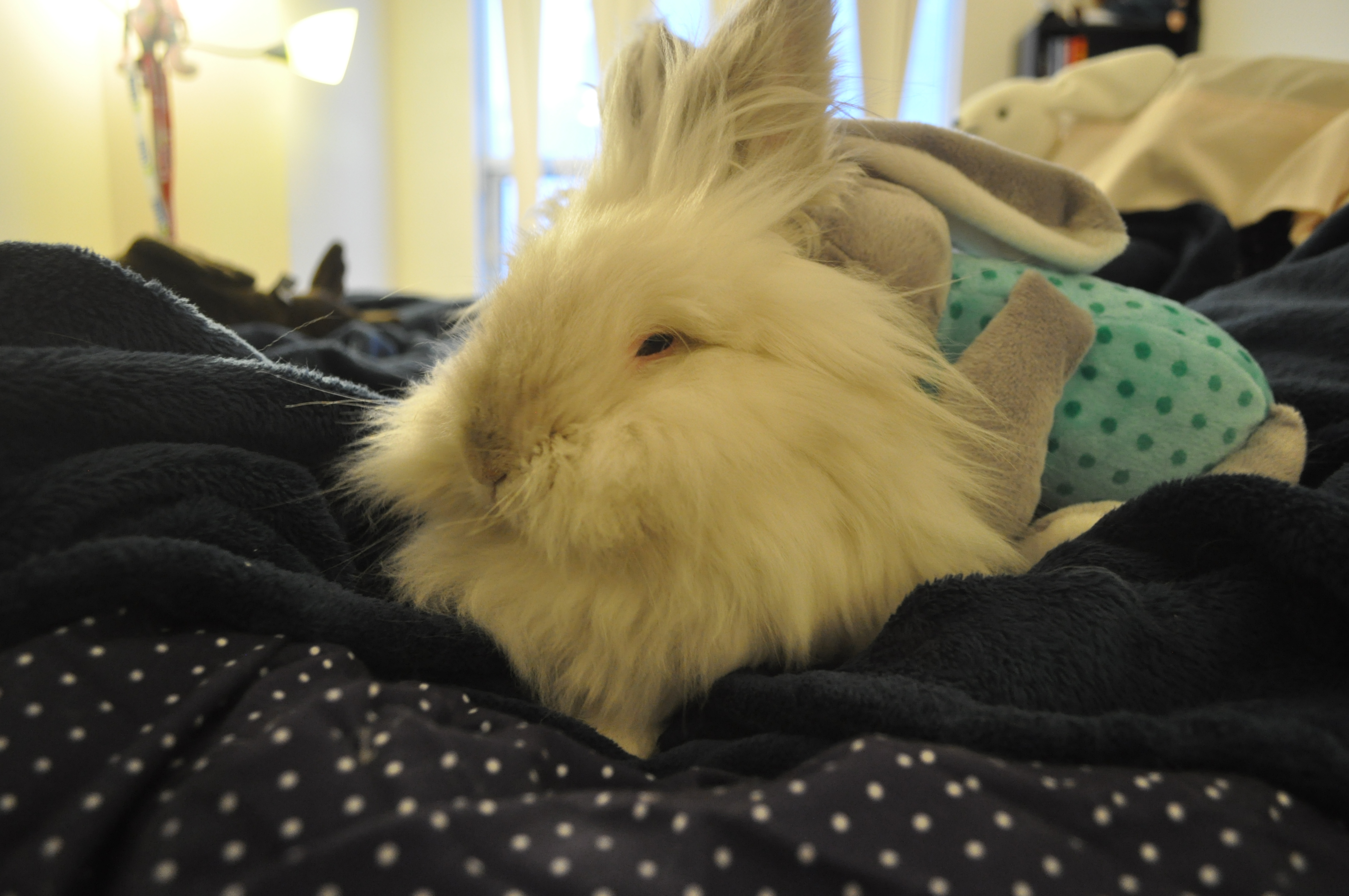 Puck the Bunny Predicts: Montreal Canadiens vs Philadelphia Flyers [VIDEO]