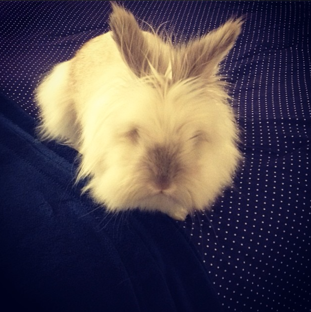 Puck the Bunny Predicts: Montreal Canadiens vs Detroit Red Wings [VIDEO]