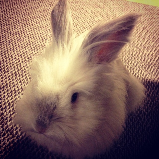 Puck the Bunny Predicts: Montreal Canadiens vs Carolina Hurricanes [VIDEO]