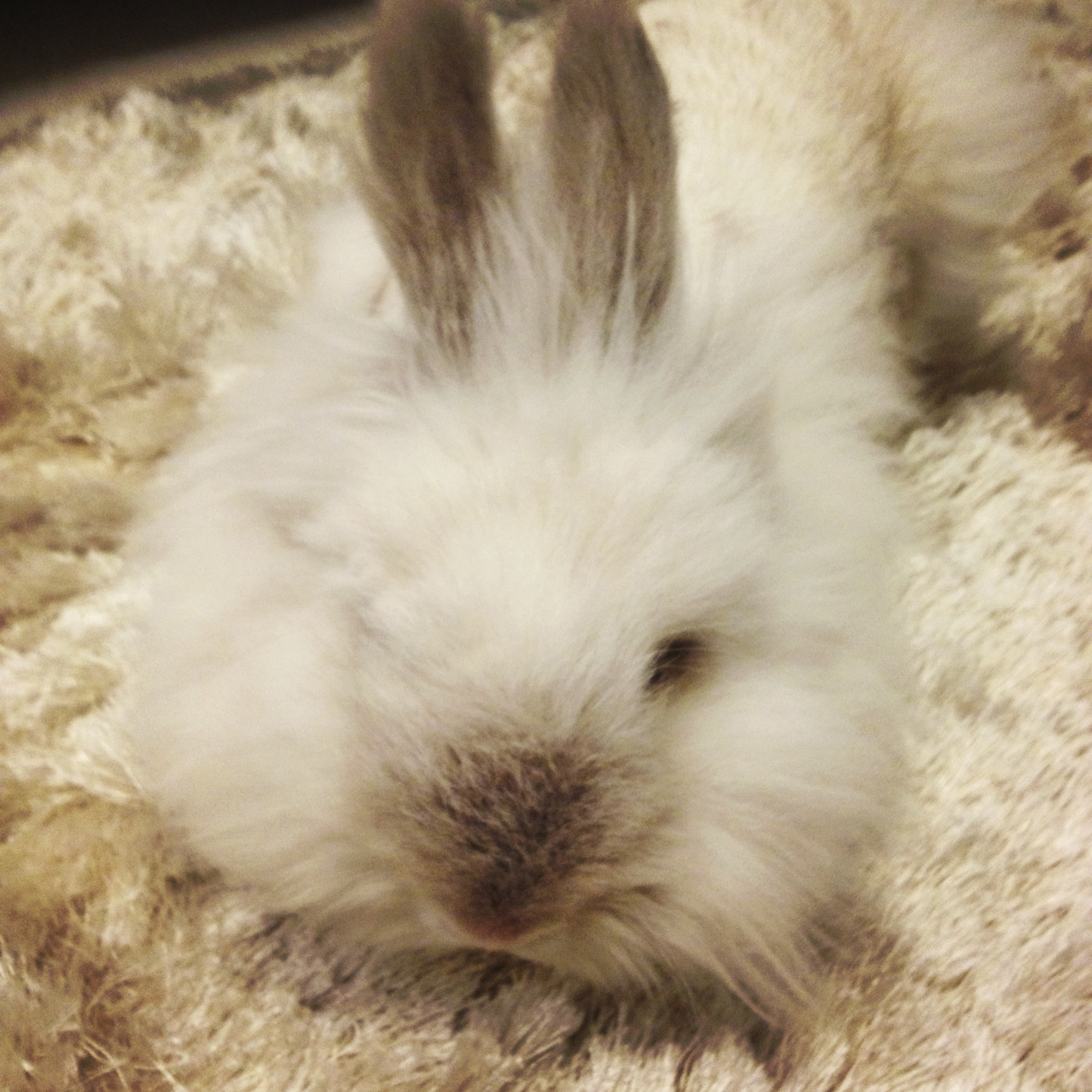 Puck the Bunny Predicts: Montreal Canadiens vs Toronto Maple Leafs [VIDEO]