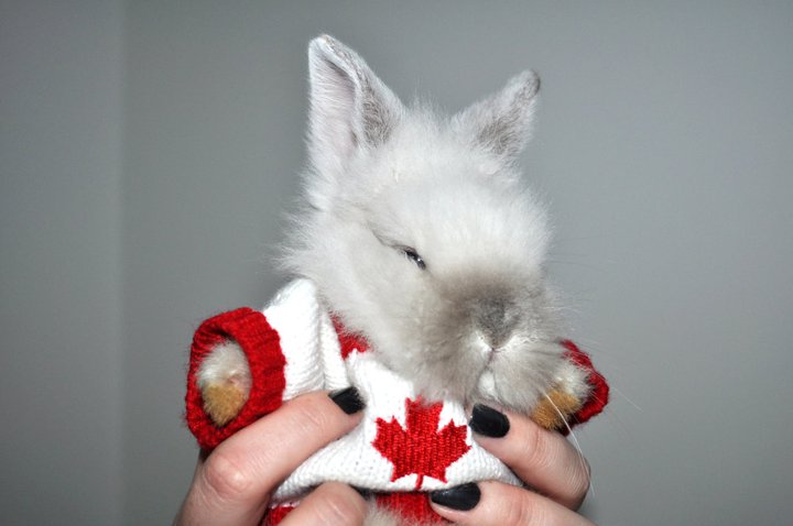 Puck The Bunny Predicts: Montreal Canadiens vs Carolina Hurricanes [VIDEO]