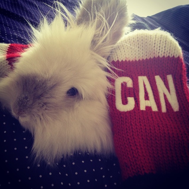 Puck The Bunny Predicts: Canada vs Sweden for Olympic Gold [VIDEO]